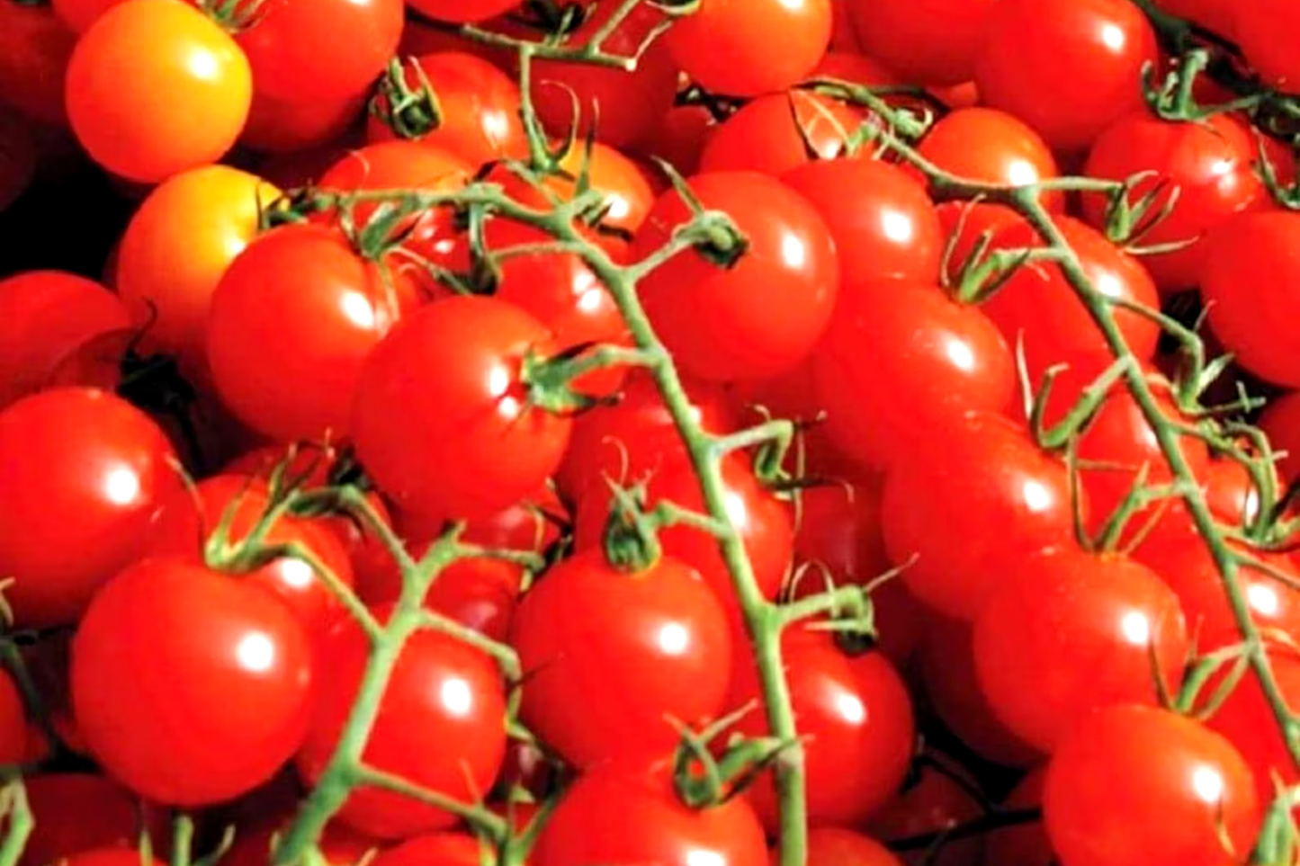 Small Red Cherry Tomato Seeds - Non-GMO Heirloom, High Yield, Sweet Flavor, Indeterminate Vines, Container & Garden Growing