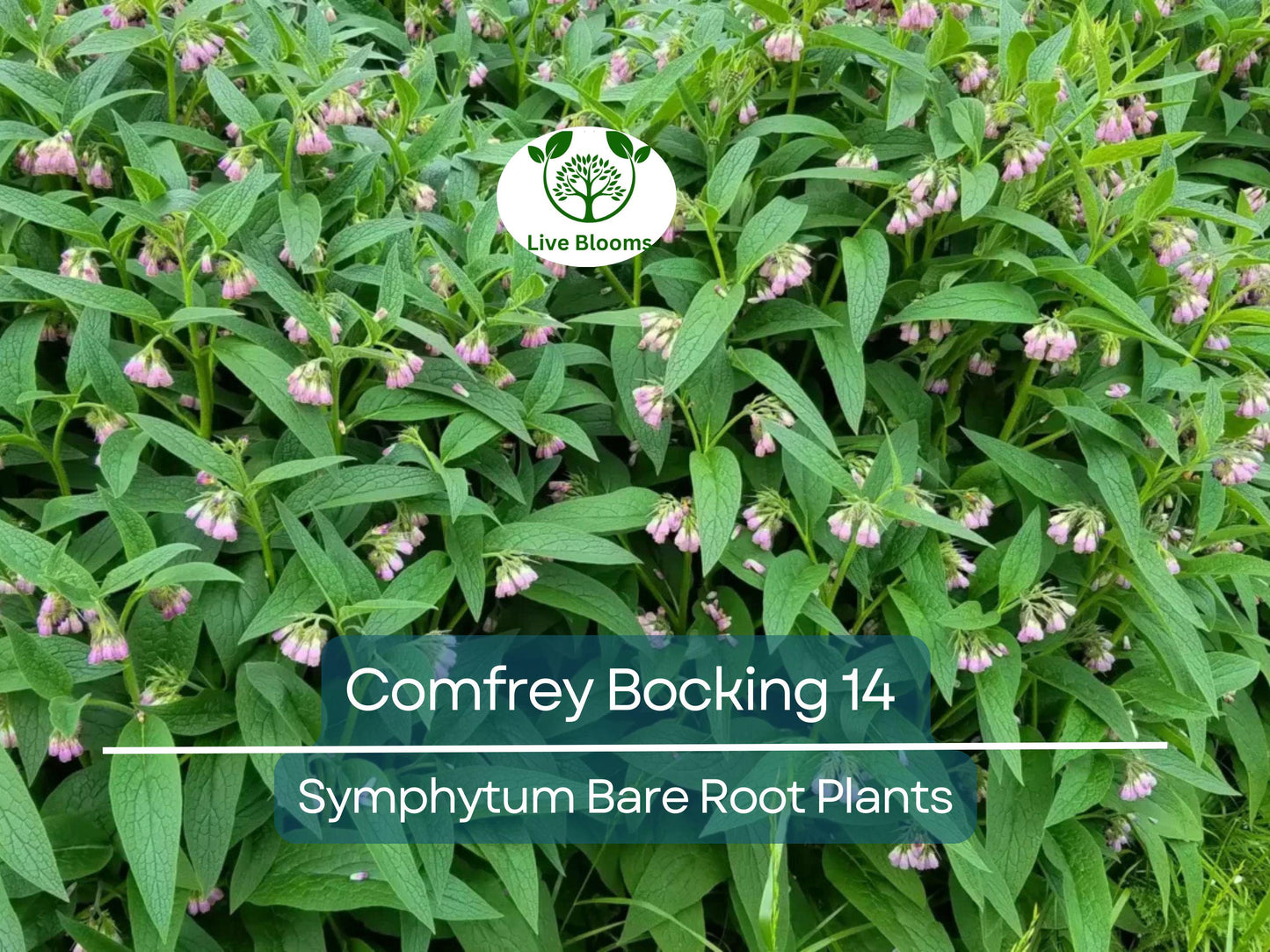 5 Comfrey Bocking 14 Bare Root Crown Cuts - Fast Growing Symphytum Hybrid Herb for Soil Improvement