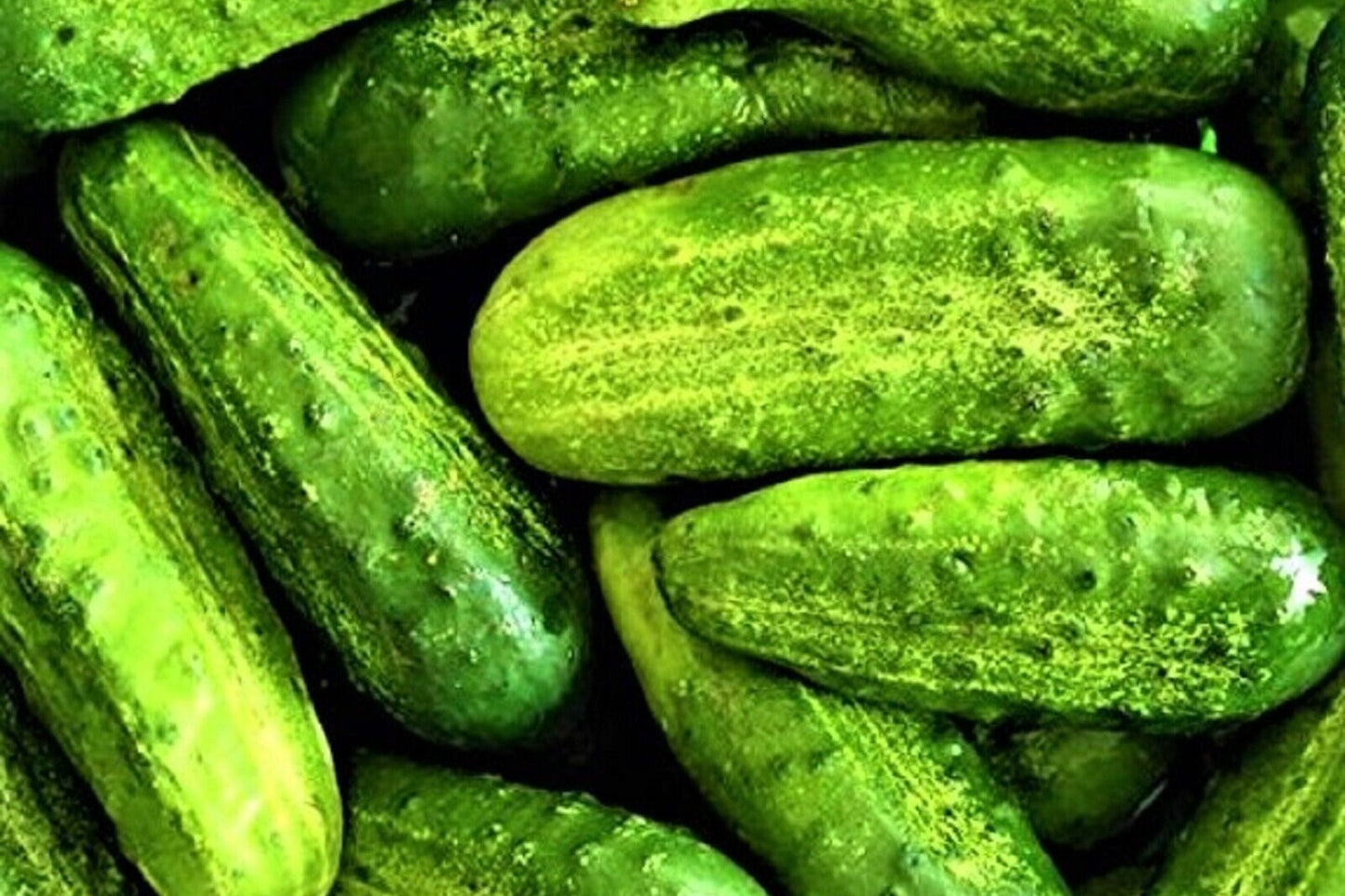 Pickling Cucumber Seeds - 50+ Wisconsin SMR-58 - Fresh Non-GMO Garden Seeds USA