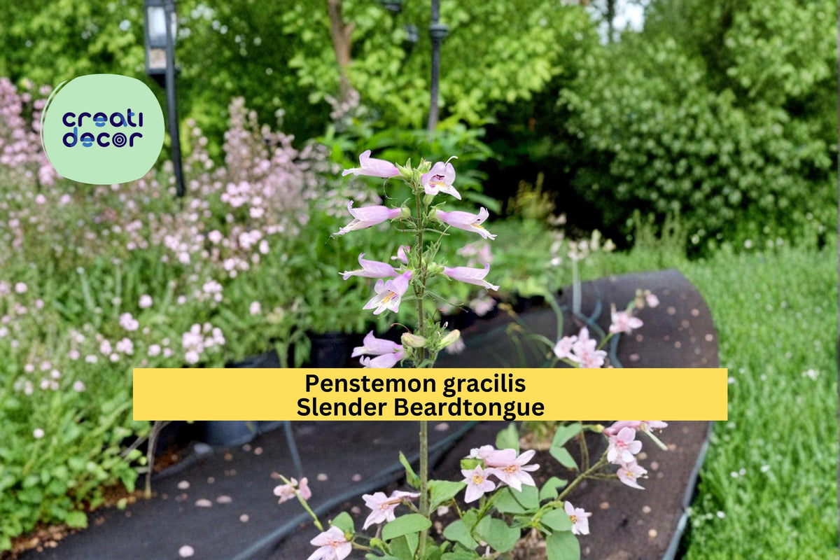 Slender Beardtongue Seeds 100 Count Purple Blue Flower Penstemon gracilis Native Wildflower Perennial Garden Plant