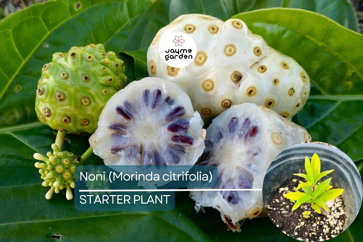 Live Noni Fruit Tree 6"-12" - Morinda citrifolia - Tropical Medicinal Plant with Nutrient-Rich Fruits for Gardens