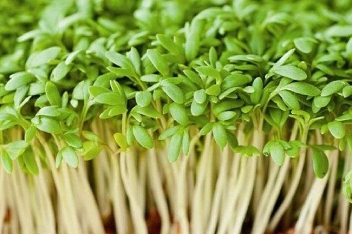 Curled Garden Cress Seeds β Heirloom, Non-GMO, Fast-Growing Herb, Lepidium sativum, Edible Greens, Microgreens, USA Seller