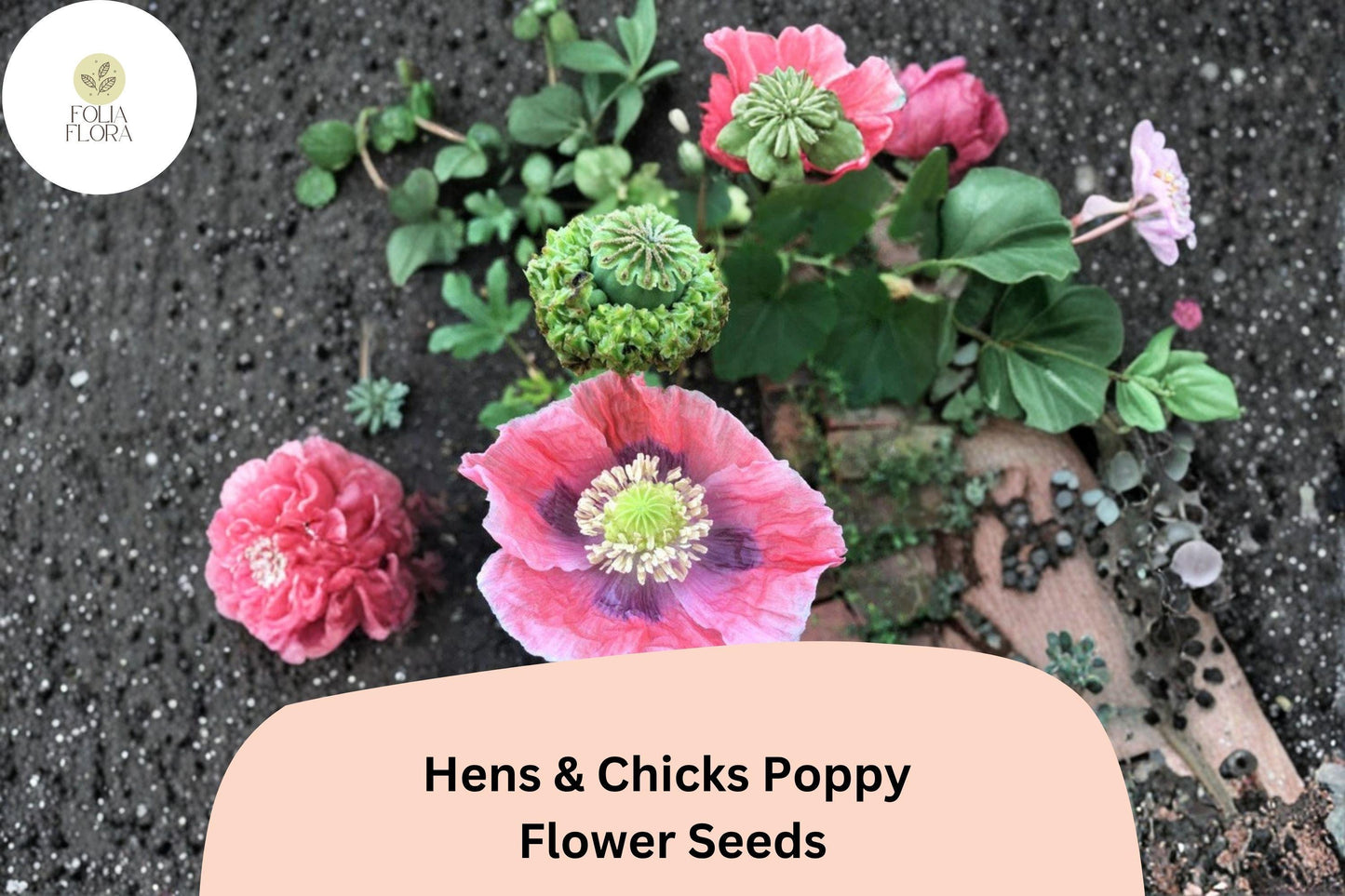 200+ Hens and Chicks Poppy Seeds – Soft Pink Frilled Blooms & Unique Seed Pods for Garden