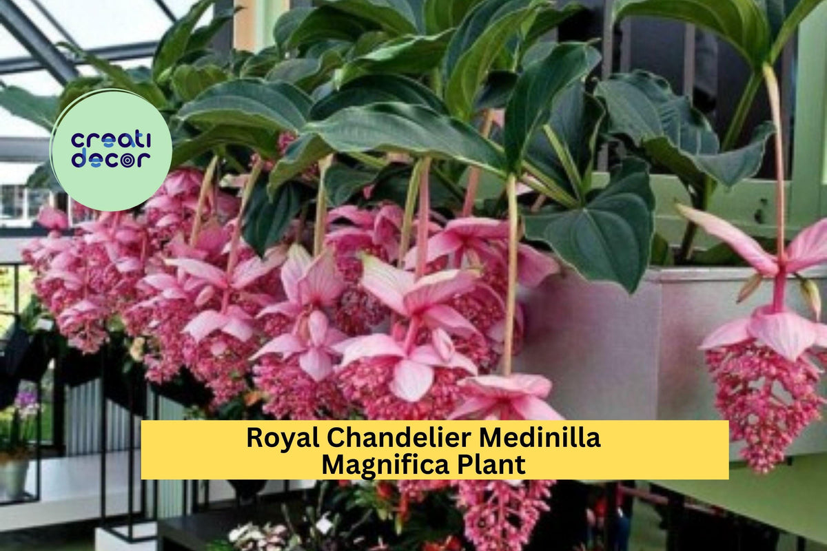 Royal Chandelier Medinilla Magnifica – Rare Tropical Houseplant with Pink Hanging Blooms