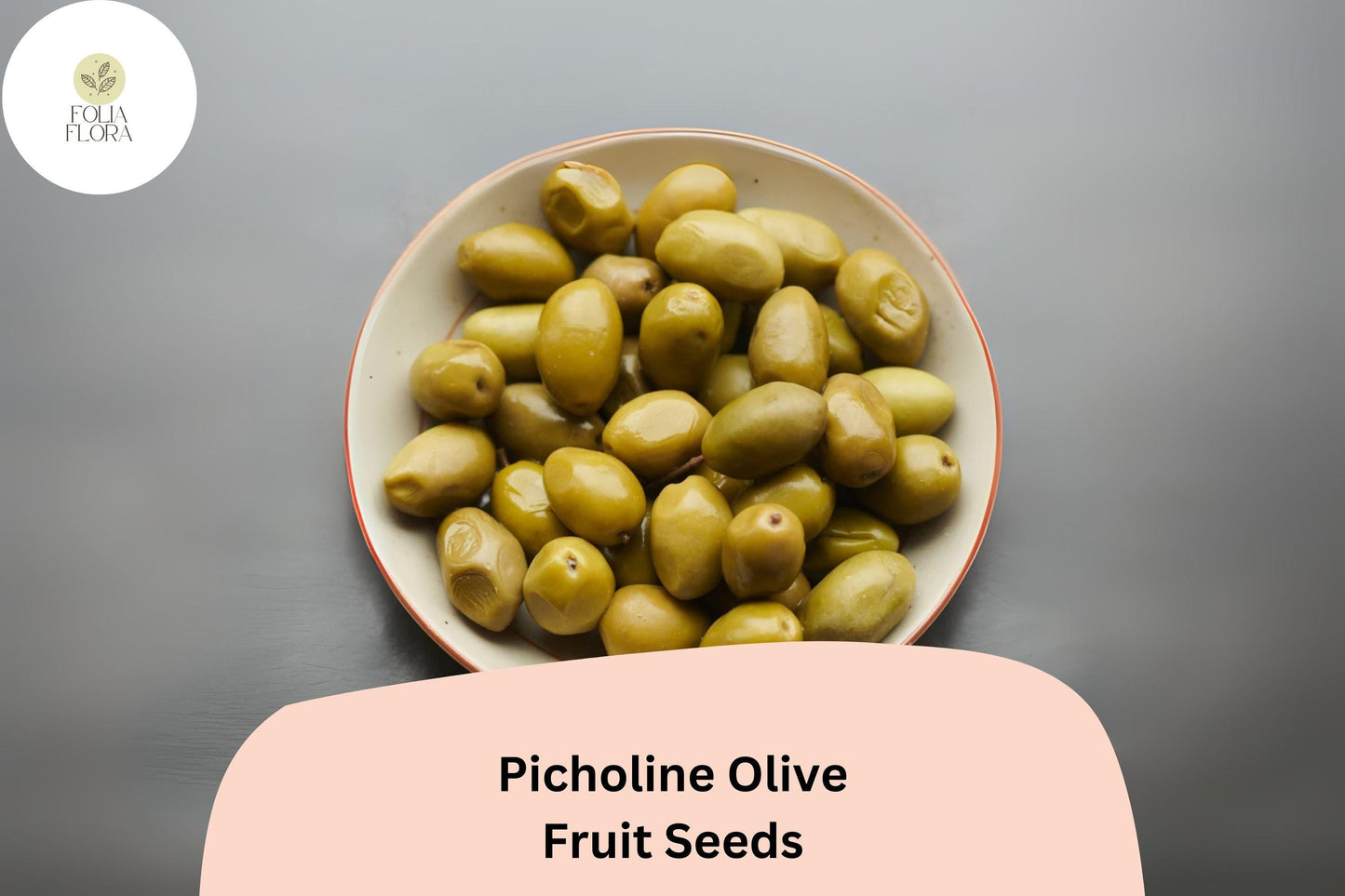 10+ Picholine Olive Seeds | Olea europaea | French Heirloom Olive Tree Seeds for Mediterranean Gardens & Bonsai