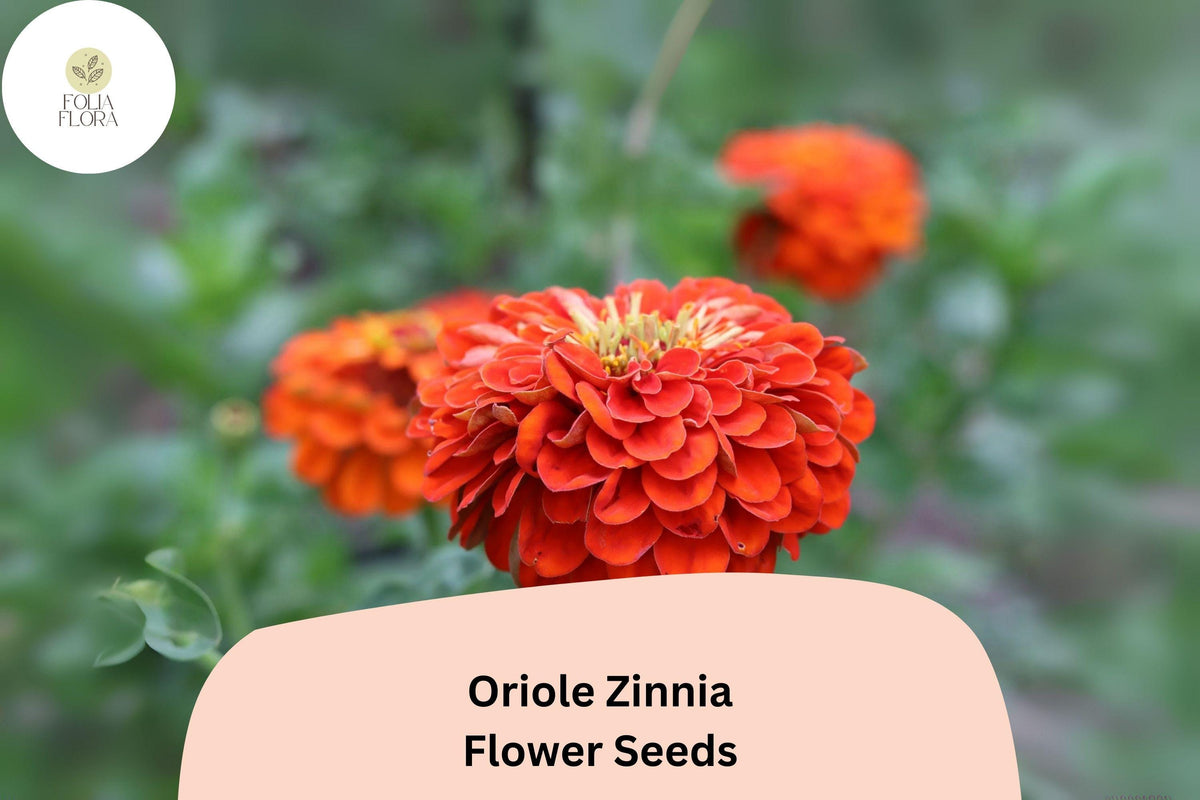 Zinnia Seeds - 100+ Oriole Variety - Bright Orange-Scarlet Blooms - Zinnia elegans - Easy Annual, Pollinator Friendly