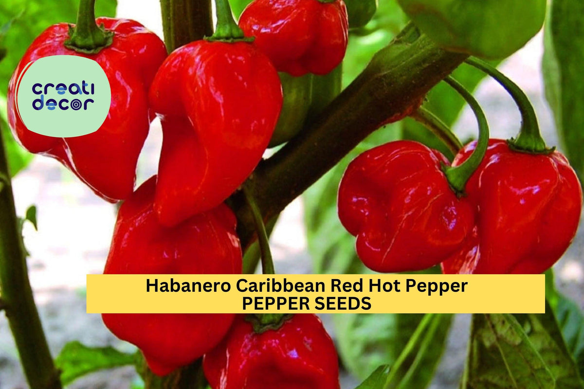 250mg Caribbean Red Habanero Pepper Seeds - Super Hot Chili for Salsas & Garden, Capsicum chinense, 3 Packs
