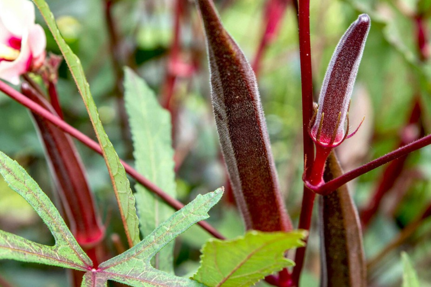 Red Burgundy Okra Seeds - Non-GMO Heirloom Vegetable Seeds with Red Pods | Abelmoschus esculentus