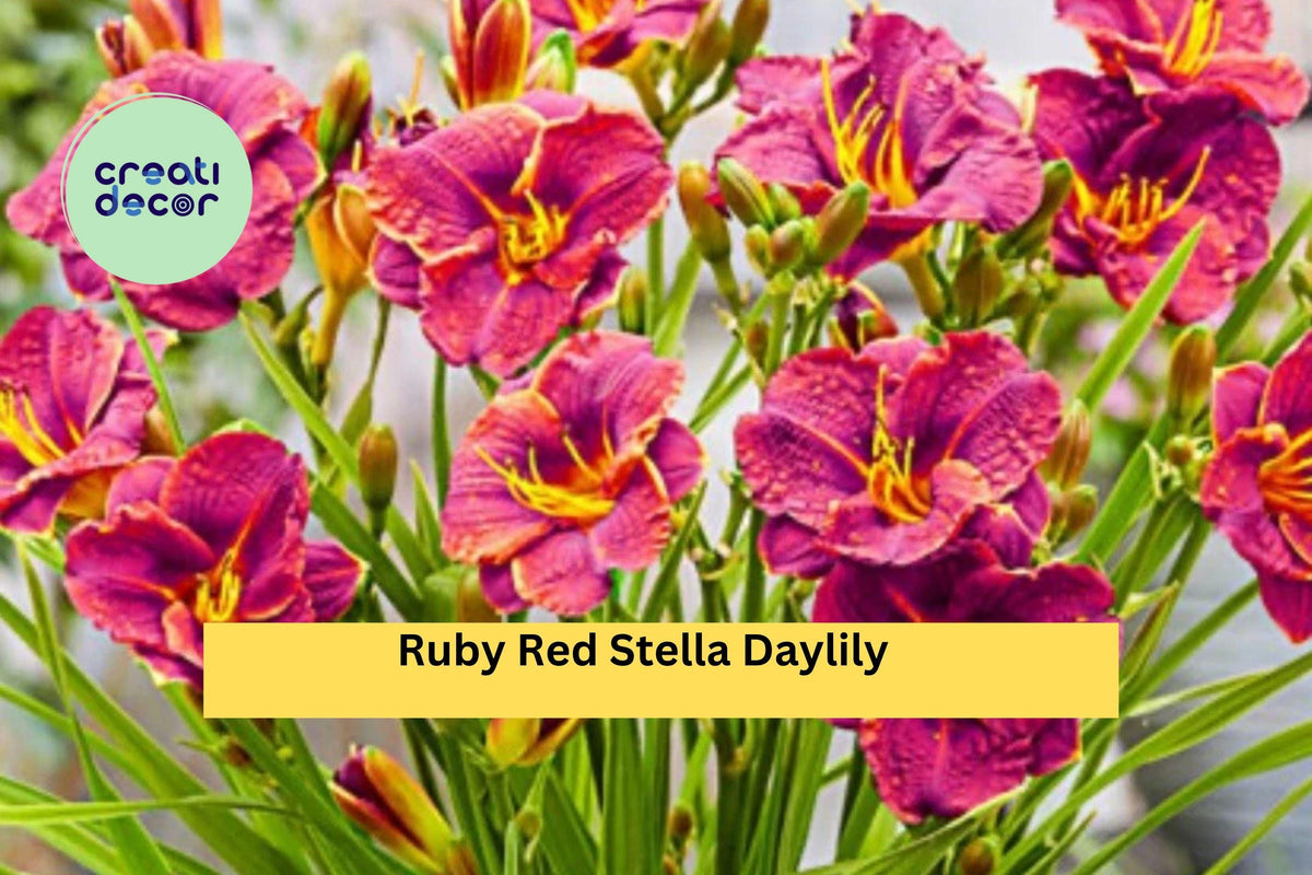 Ruby Red Stella Daylily Live Bare Root Plant - Hemerocallis Perennial with Bright Ruby Blooms for Garden Borders, Pots