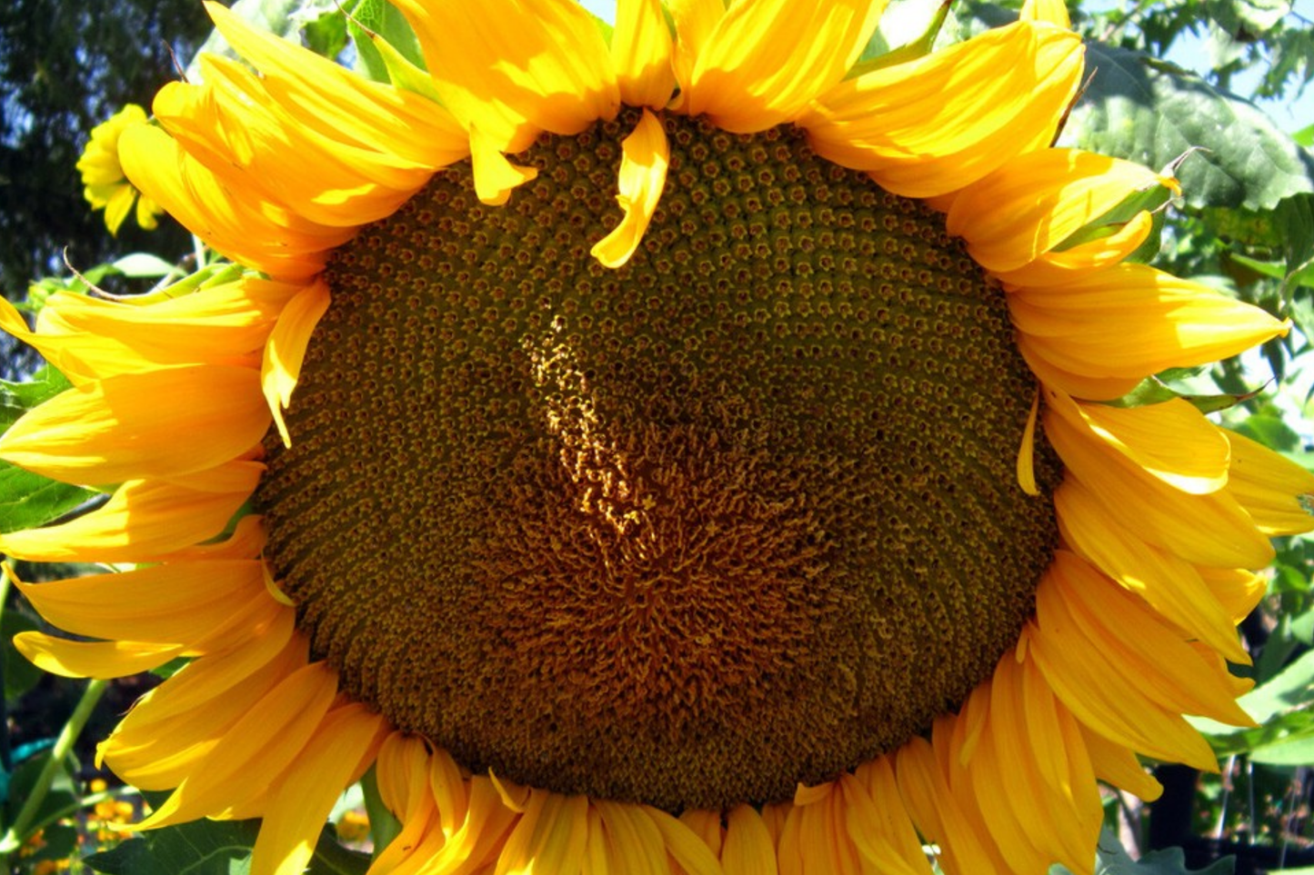 Giant Mongolian Sunflower Seeds | Non-GMO Heirloom Variety with 18-Inch Blooms | Helianthus annuus
