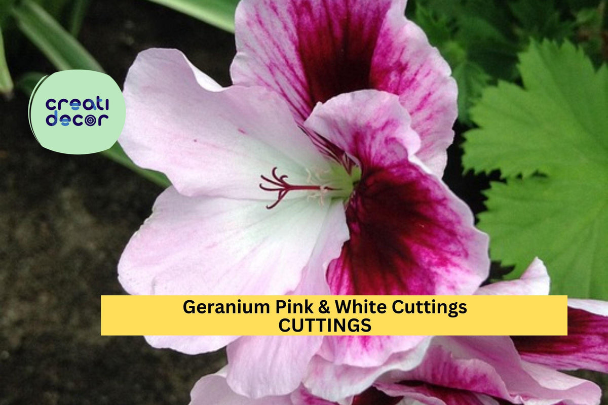 3 Pink & White Geranium Cuttings | Easy to Grow Pelargonium Starter Plants for Garden & Pots