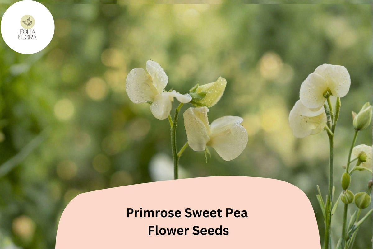 Primrose Sweet Pea Seeds | 50+ Fragrant Pale Yellow Climbing Flowers | Lathyrus odoratus | Heirloom Annual for Garden Trellis