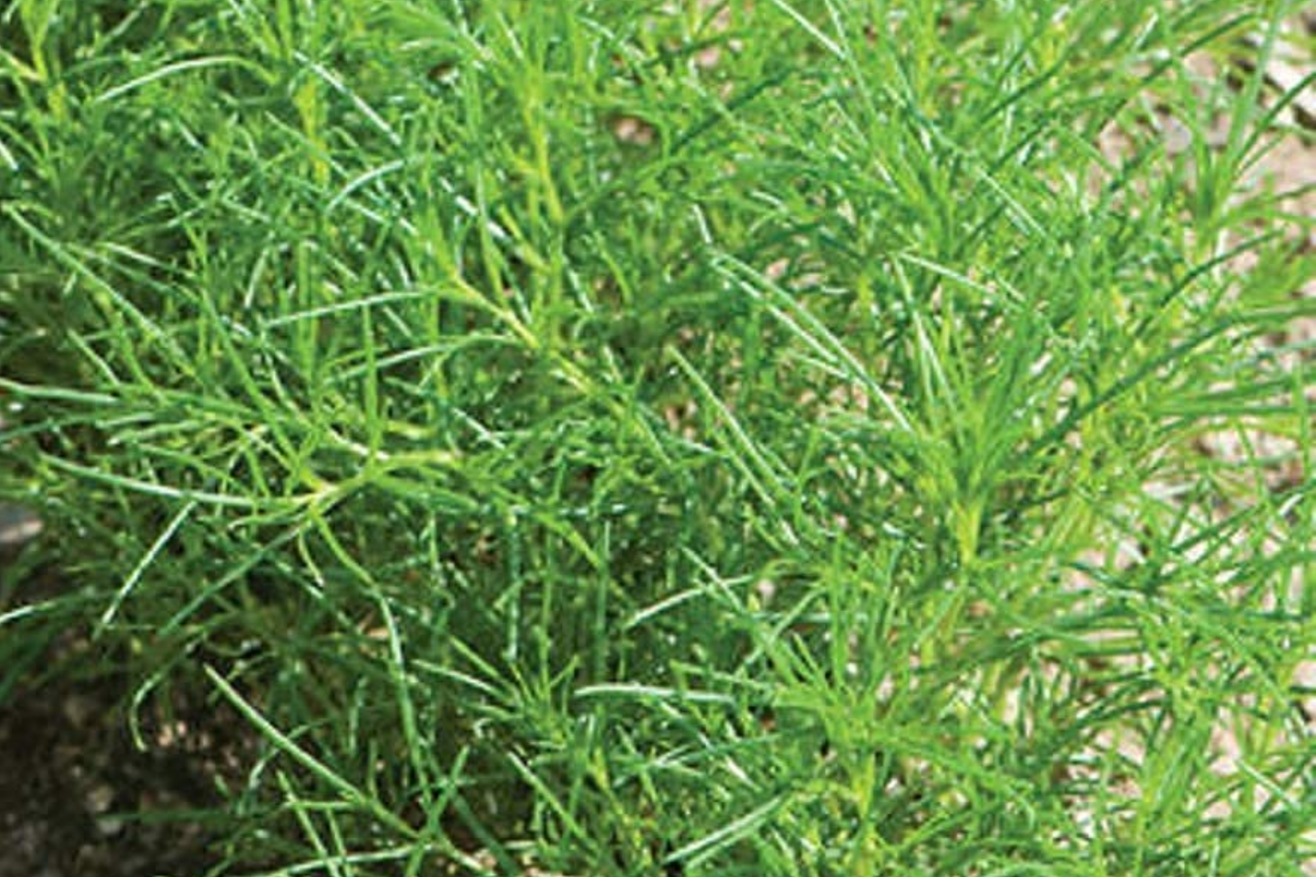 Saltwort Herb Seeds - Non-GMO, Heirloom, Japanese & Asian Culinary Green, Corchorus olitorius