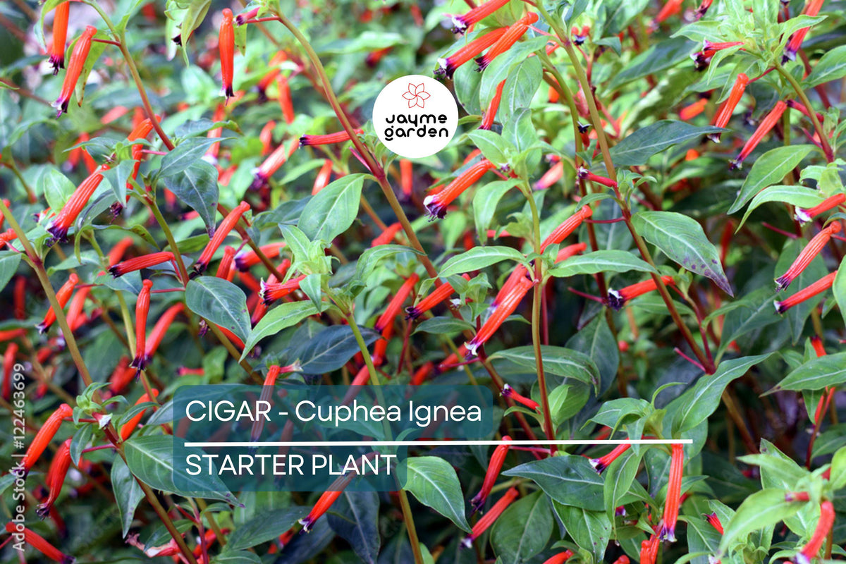 Cigar Plant Starter Seedling | Cuphea Ignea | Hummingbird & Butterfly Magnet | Live Plant Grown in USA | Fast-Growing Garden Favorite