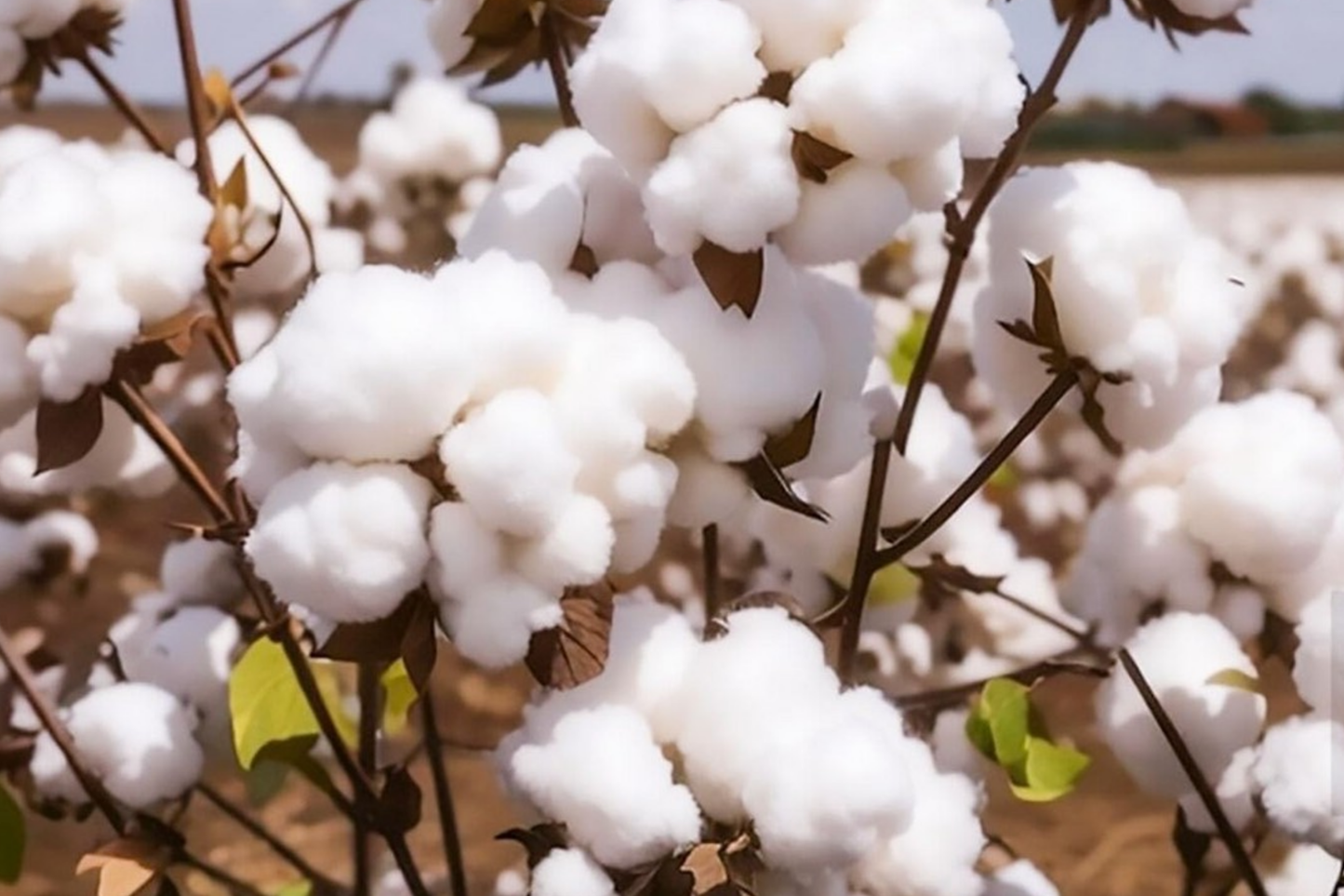 White Cotton Seeds Gossypium Non-GMO Starter Plant for Garden, Spring & Fall Bloom