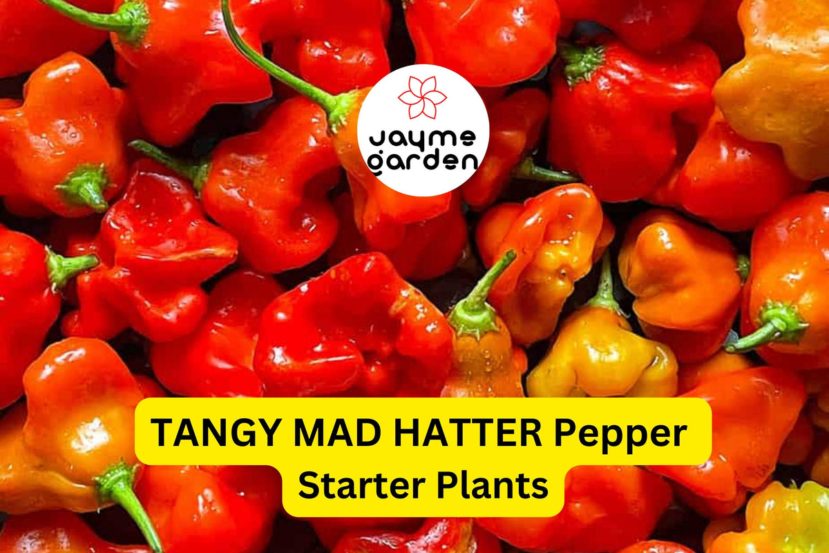 3 Tangy Mad Hatter Pepper Starter Plants - Sweet Mild Heat - Capsicum baccatum - High Yield for Gardening & Cooking