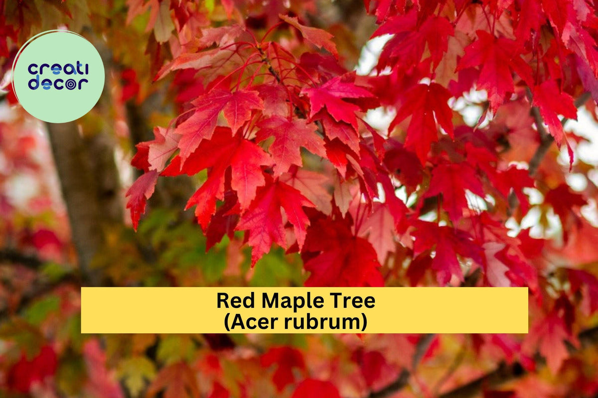 Red Maple Tree Seedling 1-3 ft Bare Root Acer rubrum Fast-Growing Shade Tree with Brilliant Fall Foliage