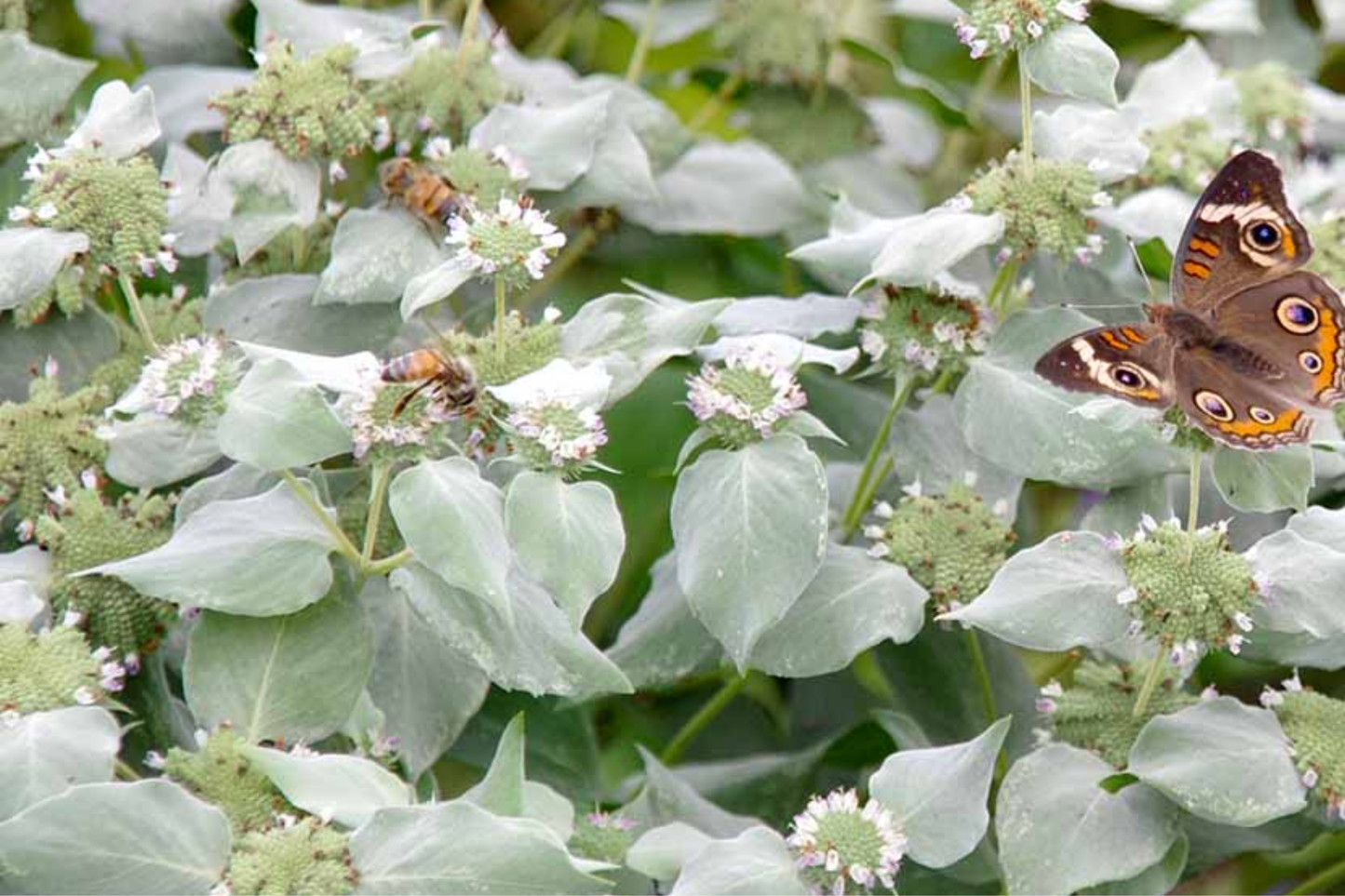 650 Mountain Mint Seeds, Pycnanthemum pilosum, Fragrant Mint, Pollinator Attractant, Tea Herb, Insect Repellent, Perennial Plant