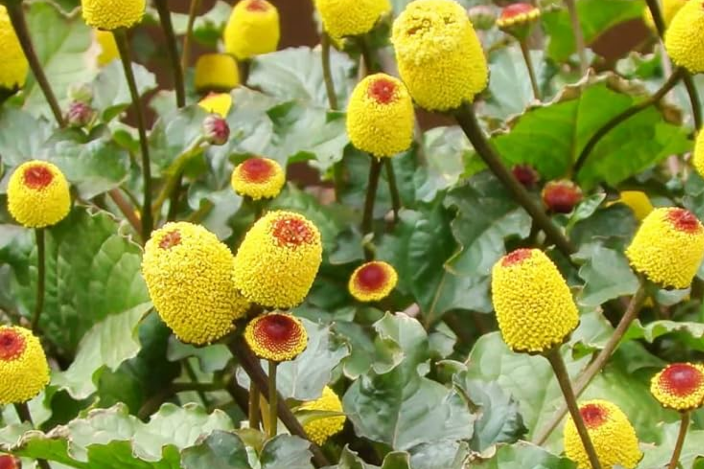 100 Paracress Seeds - Medicinal Herb, Culinary & Ornamental, Spilanthes oleracea, Buzz Buttons, Electric Daisy