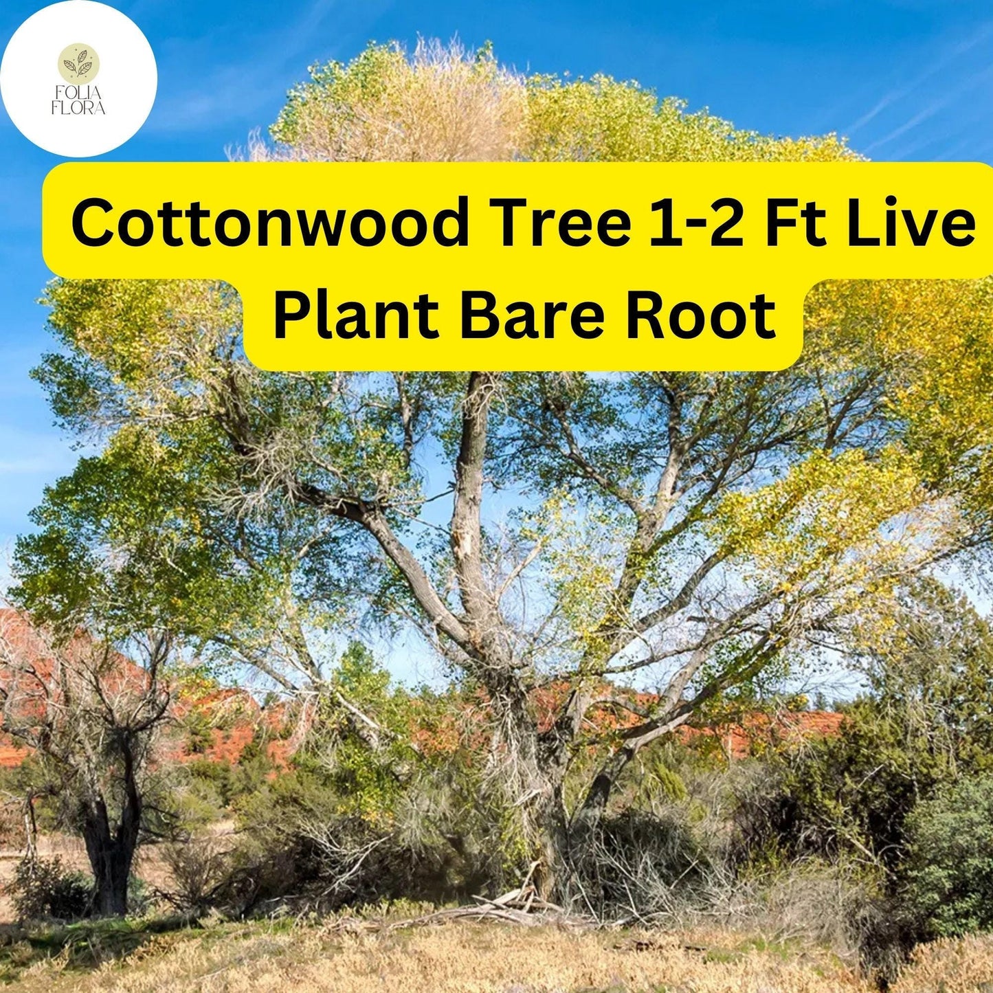 Live Bare Root Cottonwood Tree 1-2 Feet - Fast Growing Shade Tree Populus deltoides