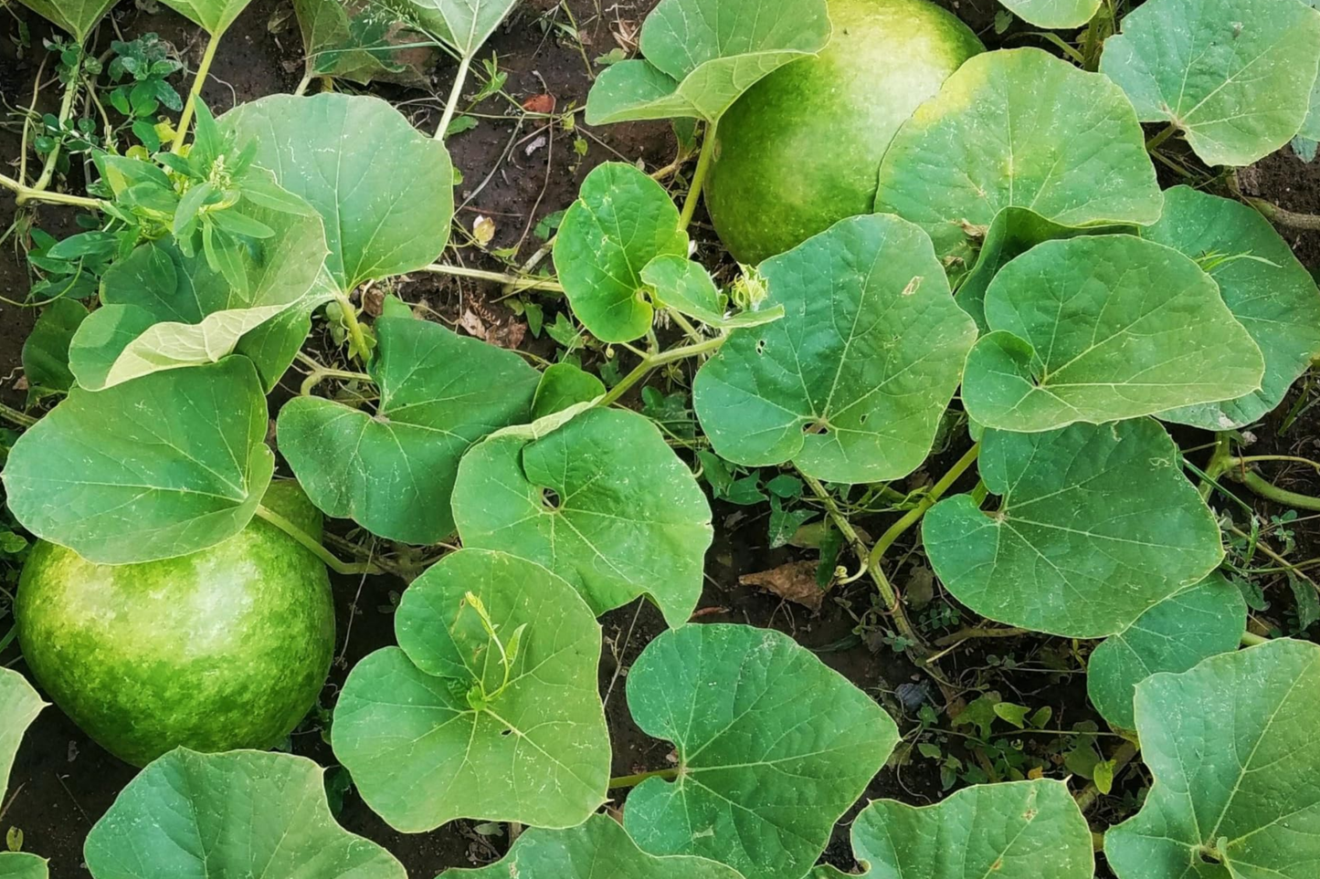 Giant Bushel Gourd Seeds β Non-GMO Heirloom for Basket & Craft β Large Ornamental Gourd β Lagenaria siceraria