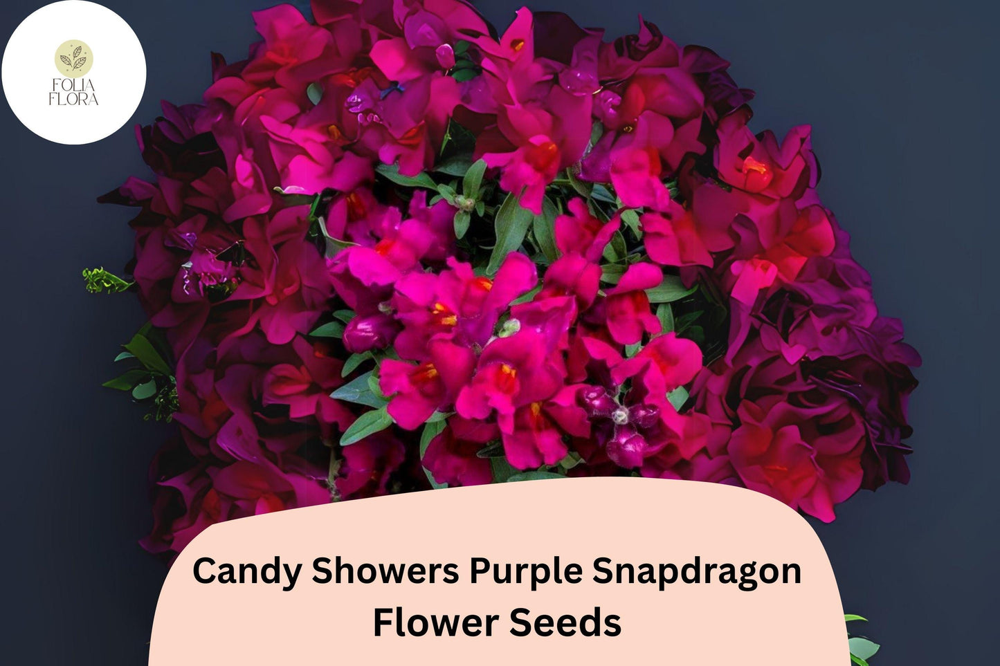 Candy Showers Purple Snapdragon Seeds - 1000+ Trailing Deep Purple Blooms for Gardens & Hanging Baskets