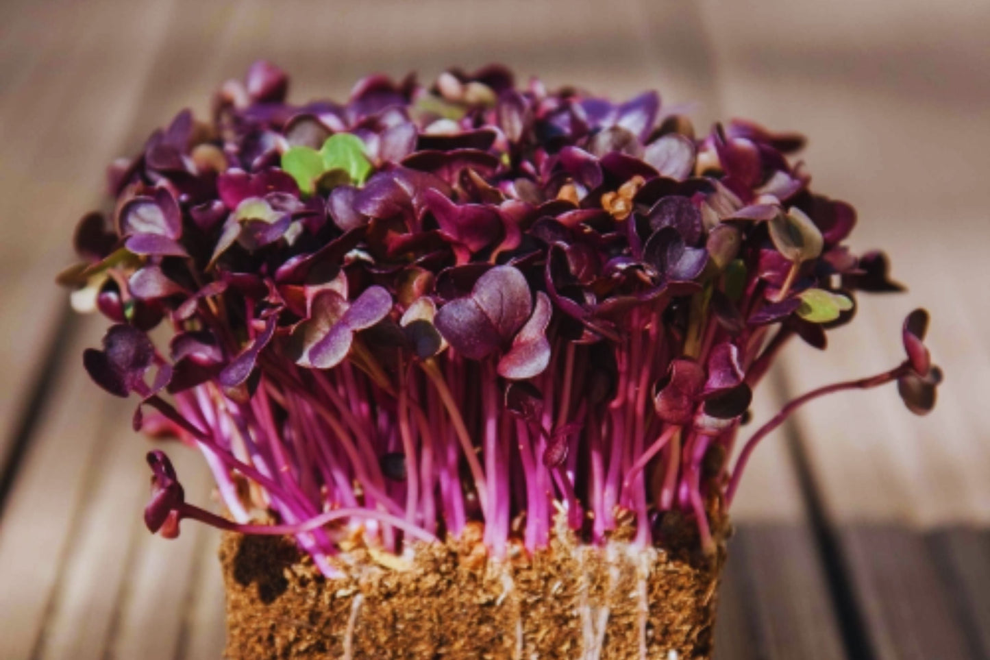 Bulk Radish Microgreen Seeds | Non-GMO Heirloom Raphanus sativus for Microgreens