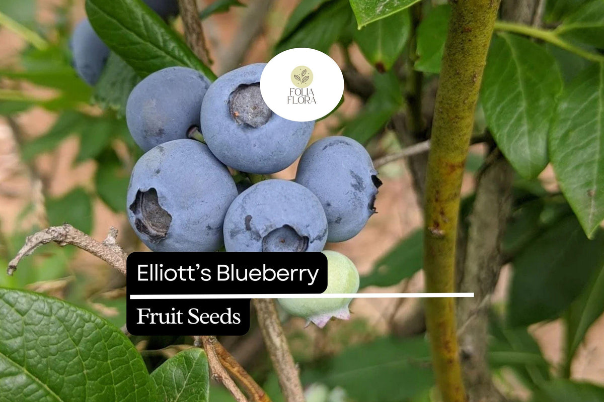 Elliott's Blueberry Seeds - 25 Non-GMO Vaccinium elliottii for Home Gardeners, Attracts Birds & Bees, Edible Native Shrub