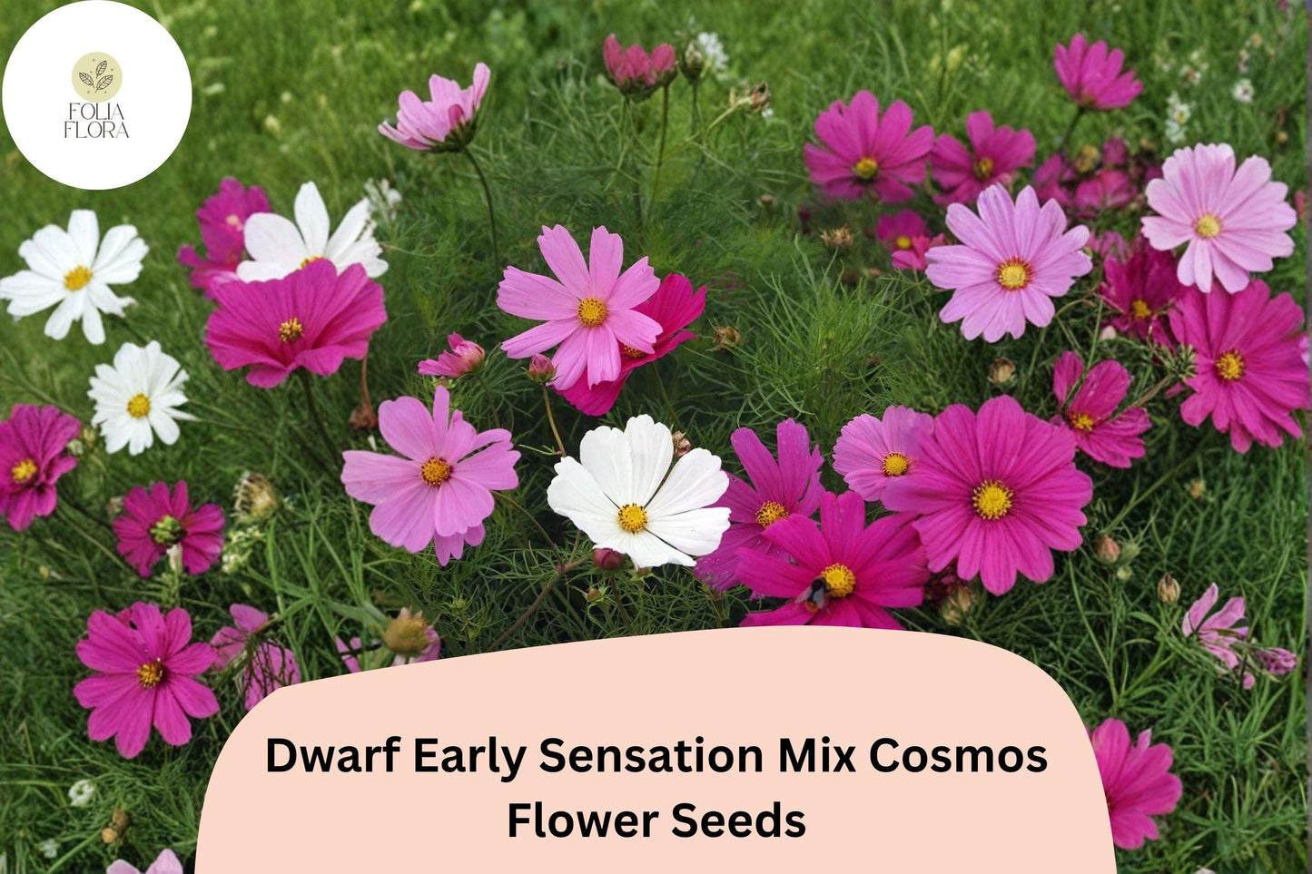 200+ Dwarf Early Sensation Cosmos Seeds | Compact Pink, Rose & White Blooms for Borders & Containers