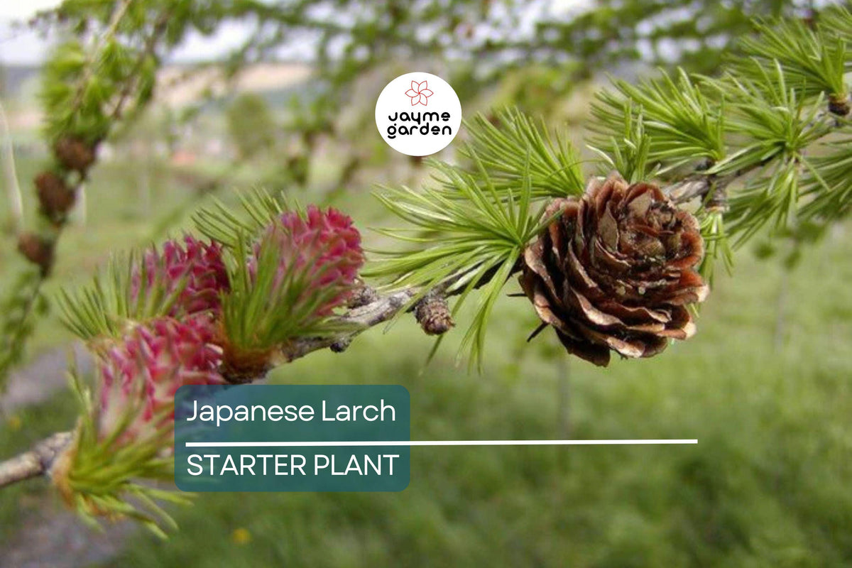 Japanese Larch Seedling 12-14" | Larix kaempferi | Deciduous Conifer for Bonsai | Golden Fall Foliage | USDA Zone 4