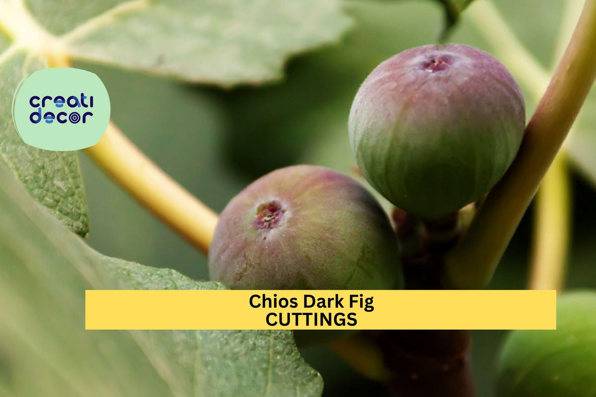 Chios Dark Fig Cutting | Cold-Hardy, Sweet Dark-Skinned Figs | Unrooted Scion Wood for Home Orchards
