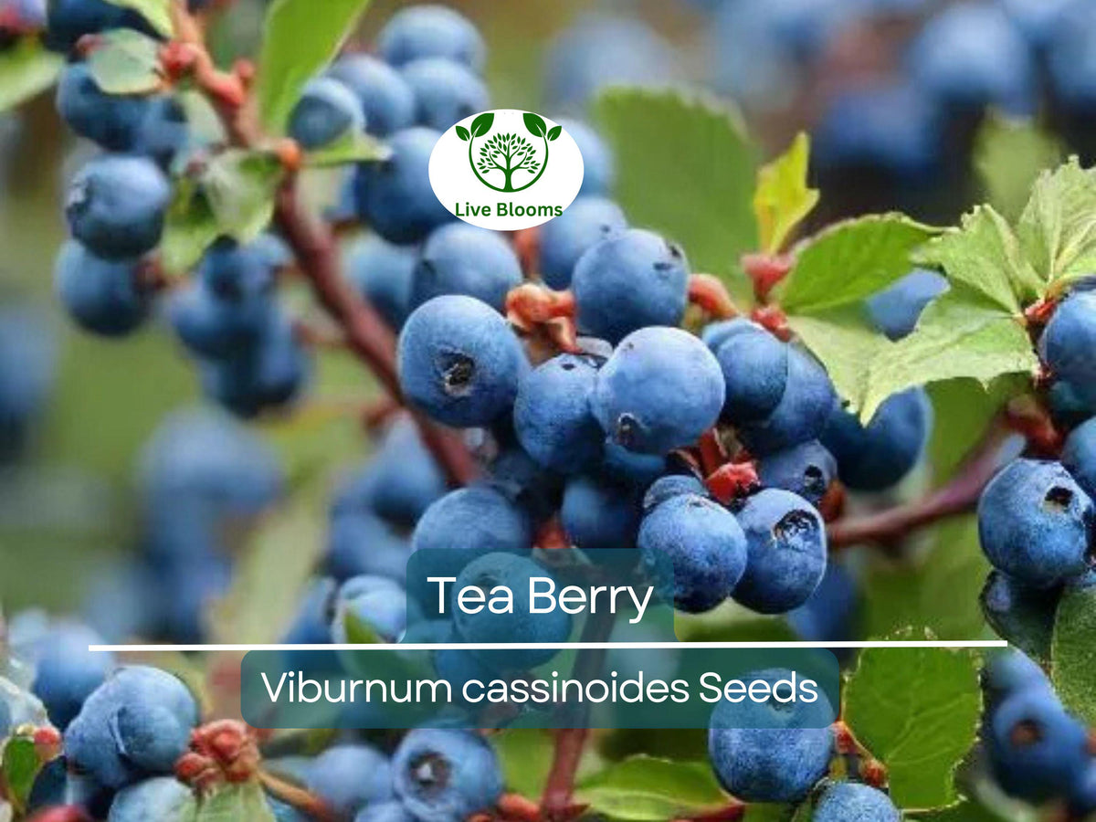 40 Tea Berry Shrub Seeds - Witherod (Viburnum cassinoides) Edible Fruits, Aromatic Tea Leaves, Perennial Native Plant