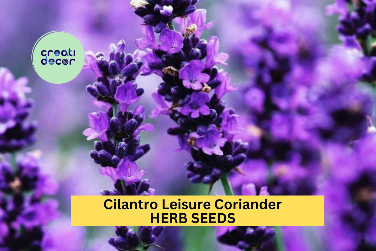 Cilantro Seeds 1g Packets 3pcs - Leisure Coriander (Coriandrum sativum) - Fast-Growing Herb for Salsa Gardens and Culinary Use