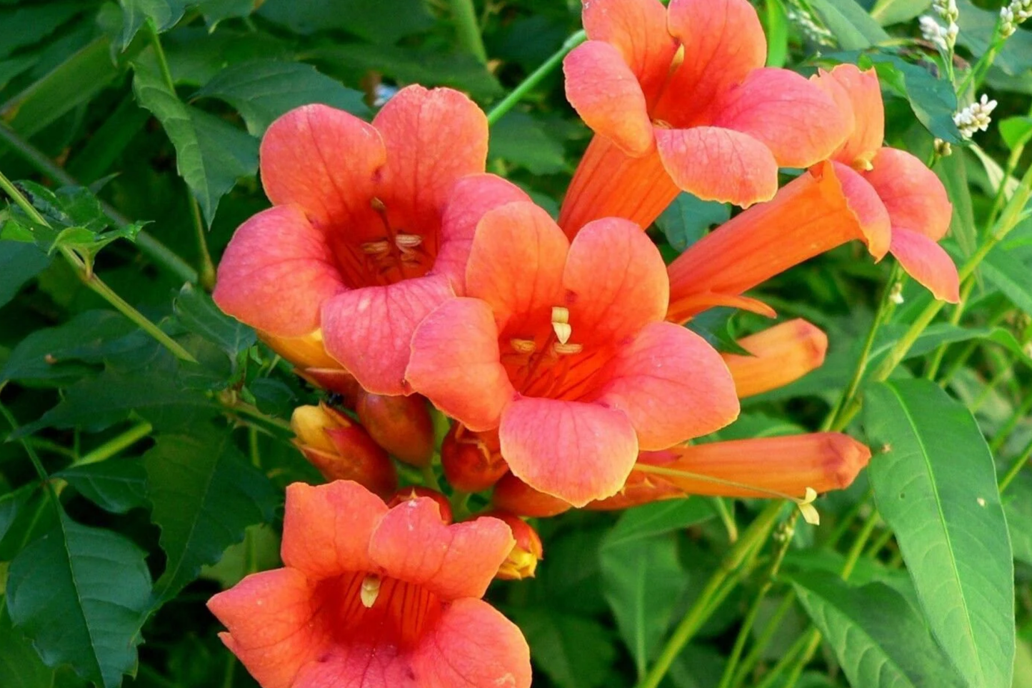 70 Hummingbird Trumpet Creeper Vine Seeds | Campsis radicans | Fast-Growing Climbing Plant for Pollinators