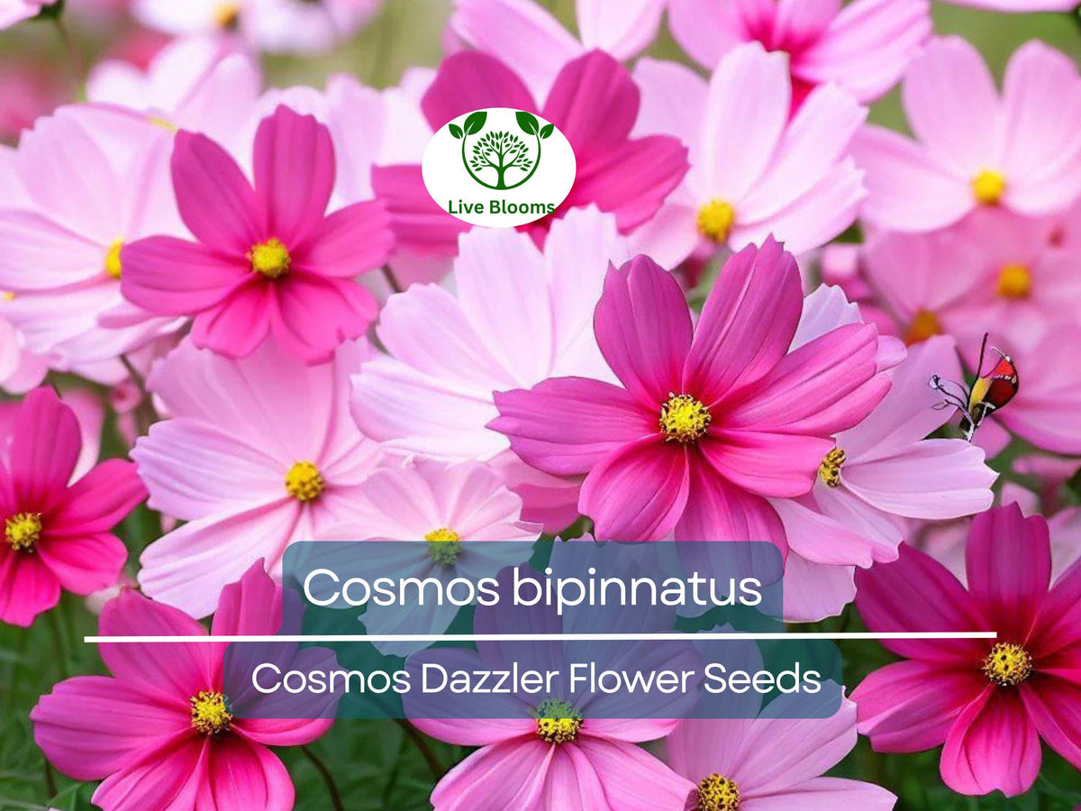 Cosmos Dazzler Seeds 1 Gram - Vibrant Pink Blooms for Gardens & Pollinator Habitats - Cosmos bipinnatus
