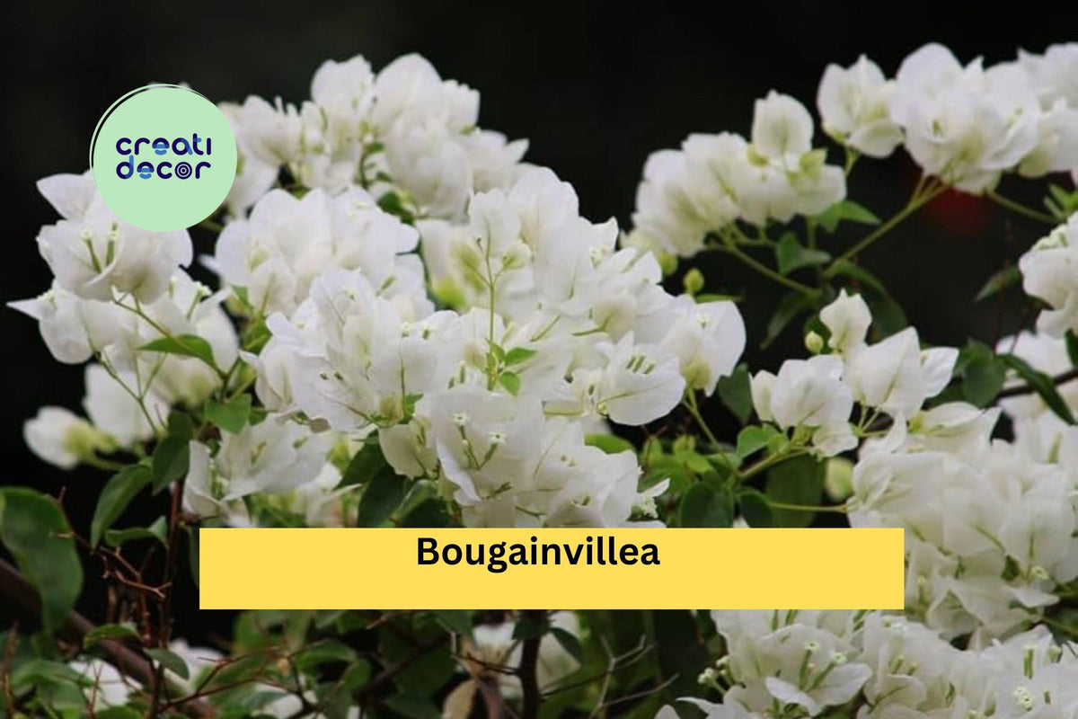 Well Rooted Key West White Bougainvillea Starter Plug | Live Flowering Vine Cutting Bare Root