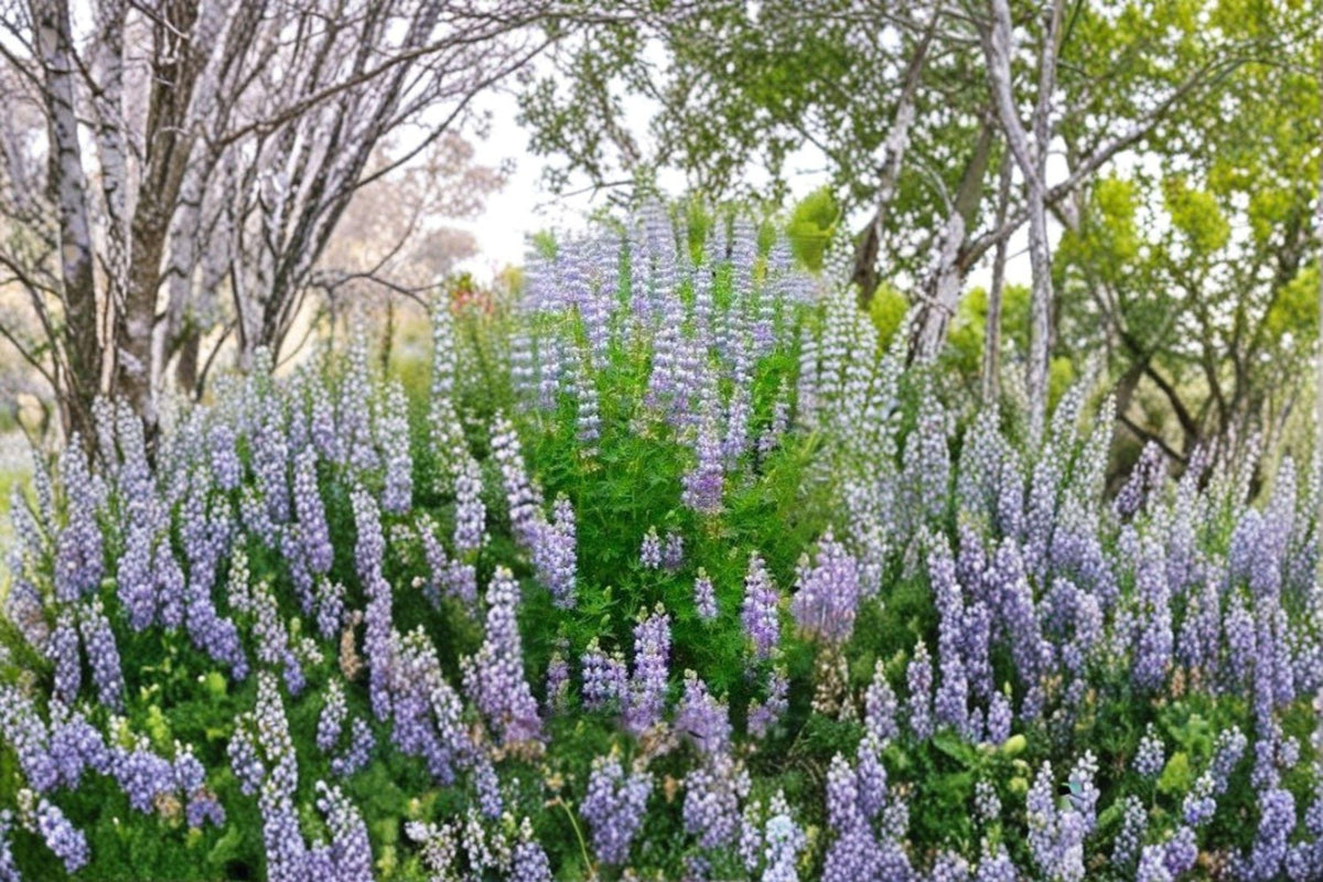 Riverbank Lupine Seeds - 15 Pack | Blue-Purple Blooms | Native Perennial | Lupinus rivularis | Pollinator Friendly