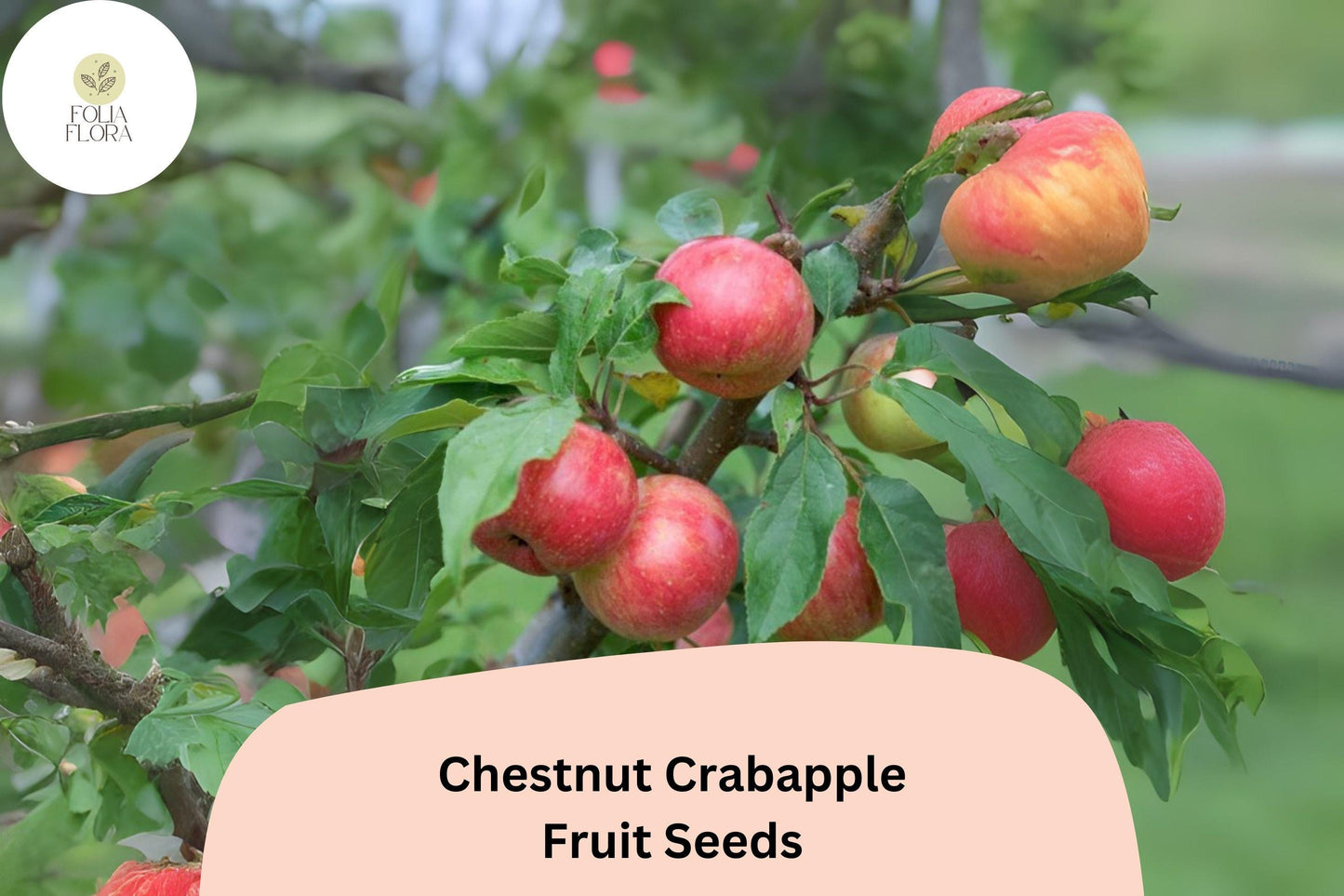 25+ Chestnut Crab Crabapple Seeds | Malus ‘Chestnut Crab’ Ornamental Tree with Pink Blossoms & Red Fruit