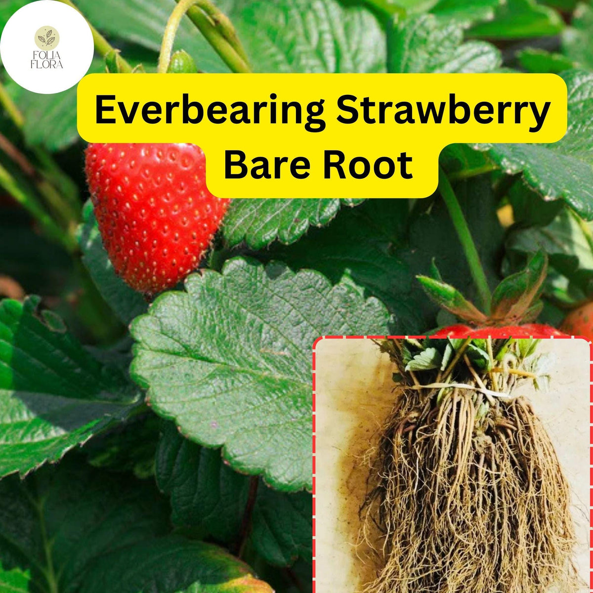 Everbearing Strawberry Bare Root Plants | Live Outdoor Fruit | Sweet Juicy Berries | Fragaria × ananassa