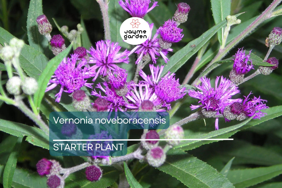 New York Ironweed Starter Plant Plug | Vernonia noveboracensis | Purple Flowering Perennial | Pollinator-Friendly Garden Plant