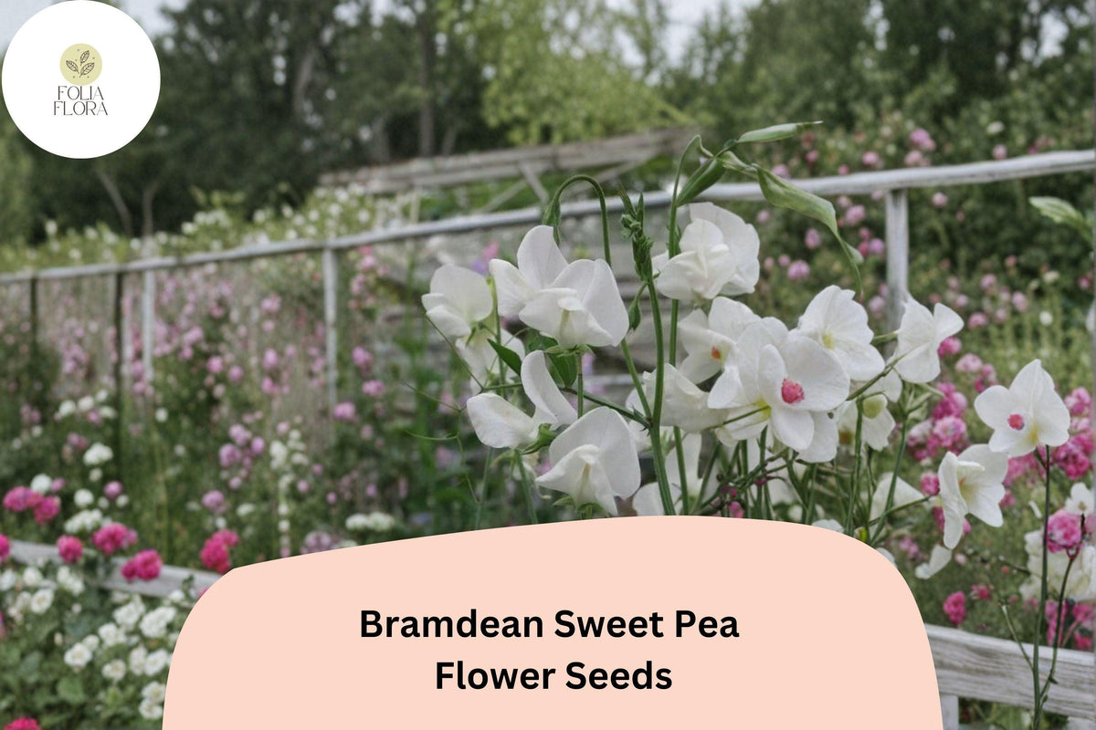 Bramdean Sweet Pea Seeds | 50+ Fragrant Climbing Annuals for Garden & Cut Flower Arrangements | Lathyrus odoratus