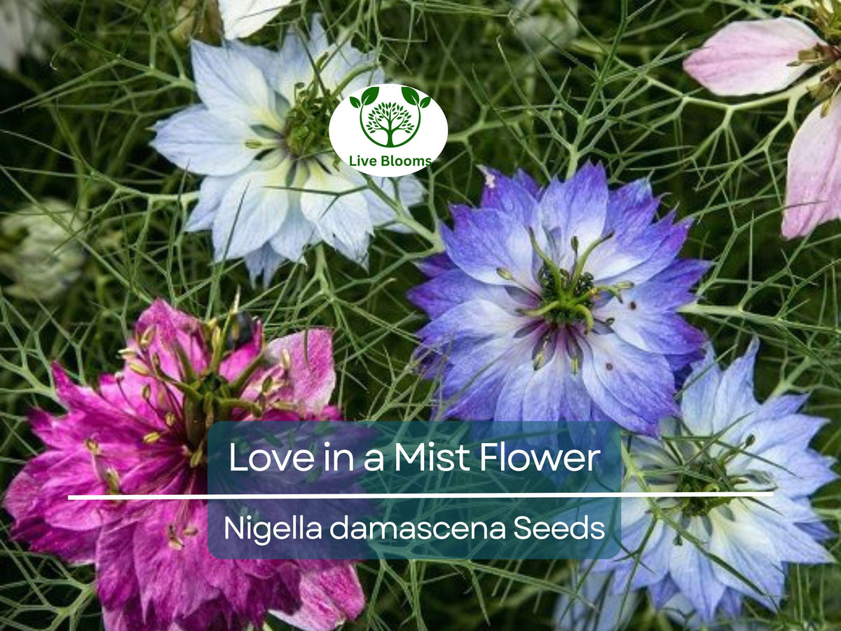 500 Love in a Mist Seeds | Persian Jewels Mix | Nigella damascena | Vibrant Annual Flowers | Easy to Grow, Attracts Pollinators