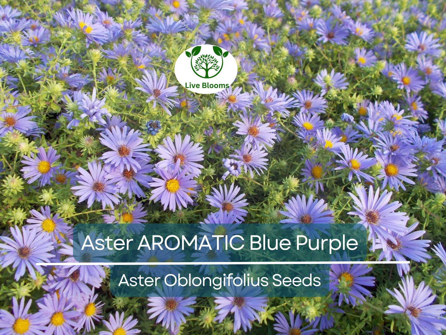 200 Aster AROMATIC Blue Purple Perennial Seeds - Heirloom, Non-GMO, Fragrant Fall Blooms