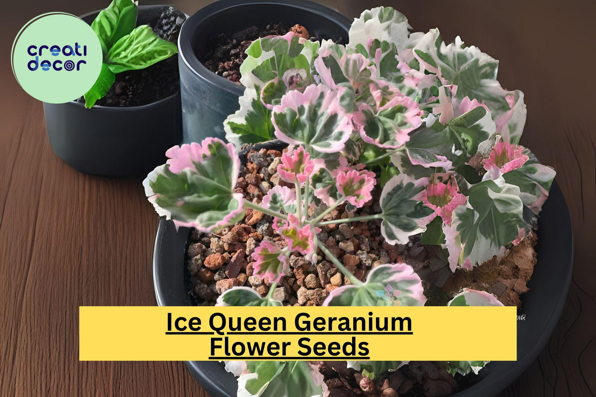 25+ Ice Queen Geranium Seeds - Frosty White Blooms, Easy to Grow Pelargonium for Gardens & Containers