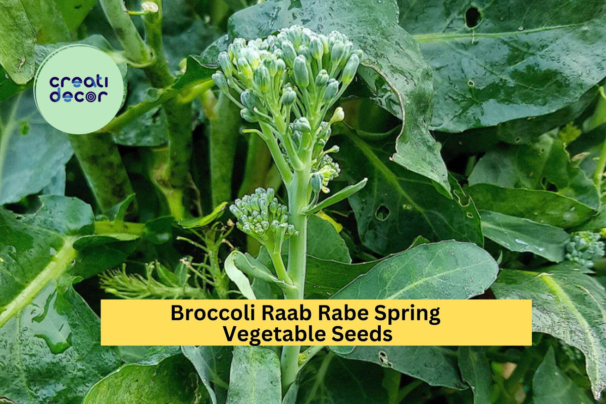 Broccoli Raab Seeds - 3pcs x 5mg Spring Rapini, Brassica rapa subsp. ruvo, Ideal for Raised Beds or Containers