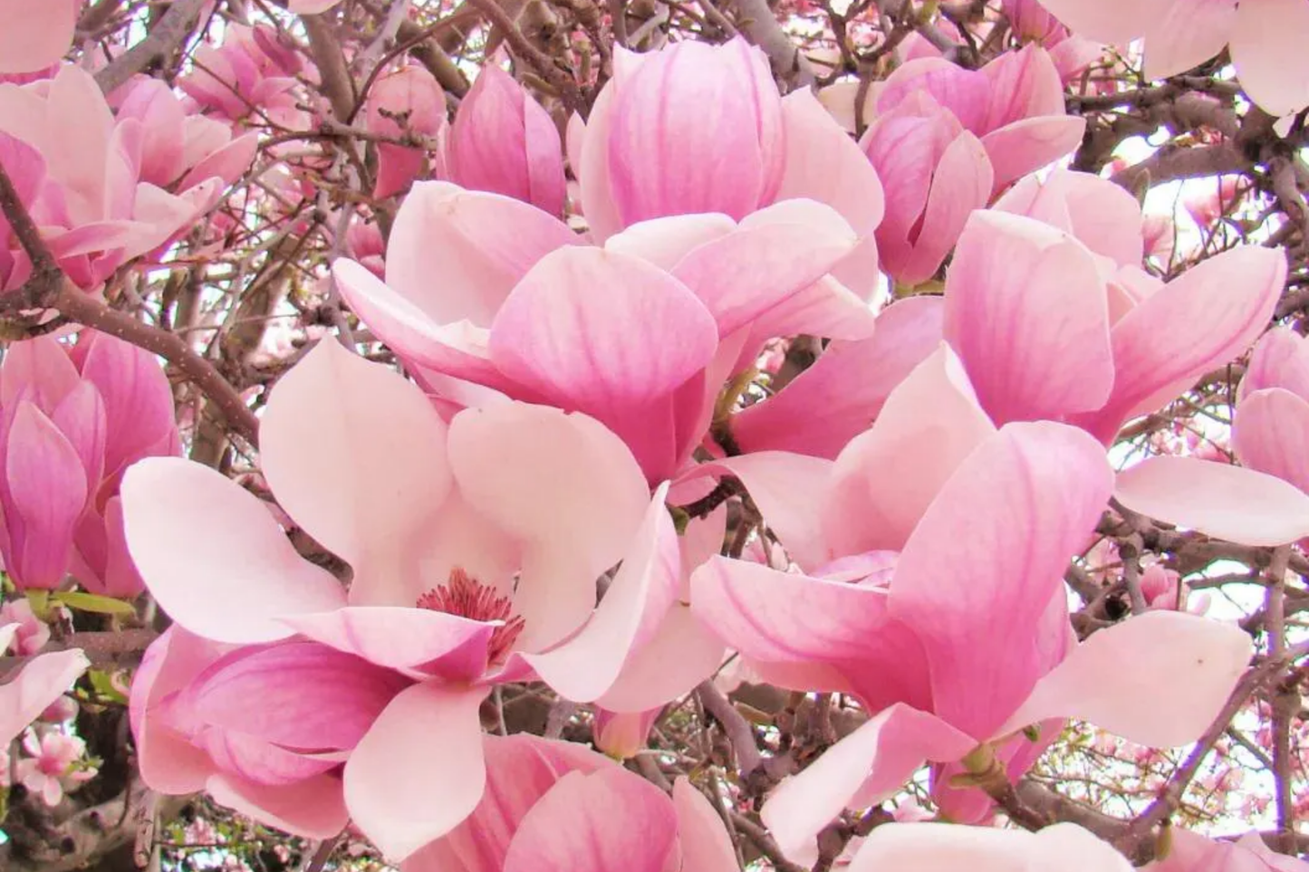Saucer Magnolia Sapling 6-12 Inches Bare Root Flowering Tree Pink Spring Blooms Magnolia x soulangiana