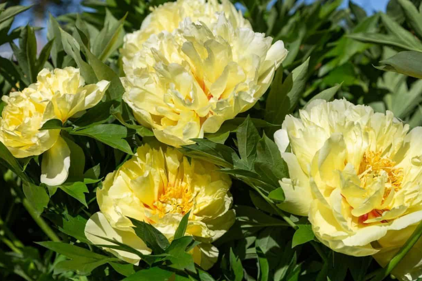 Peony Honey Gold Bare Root Plant | Fragrant White & Gold Blooms | Perennial for Zones 3-8 | Cut Flower & Garden Favorite