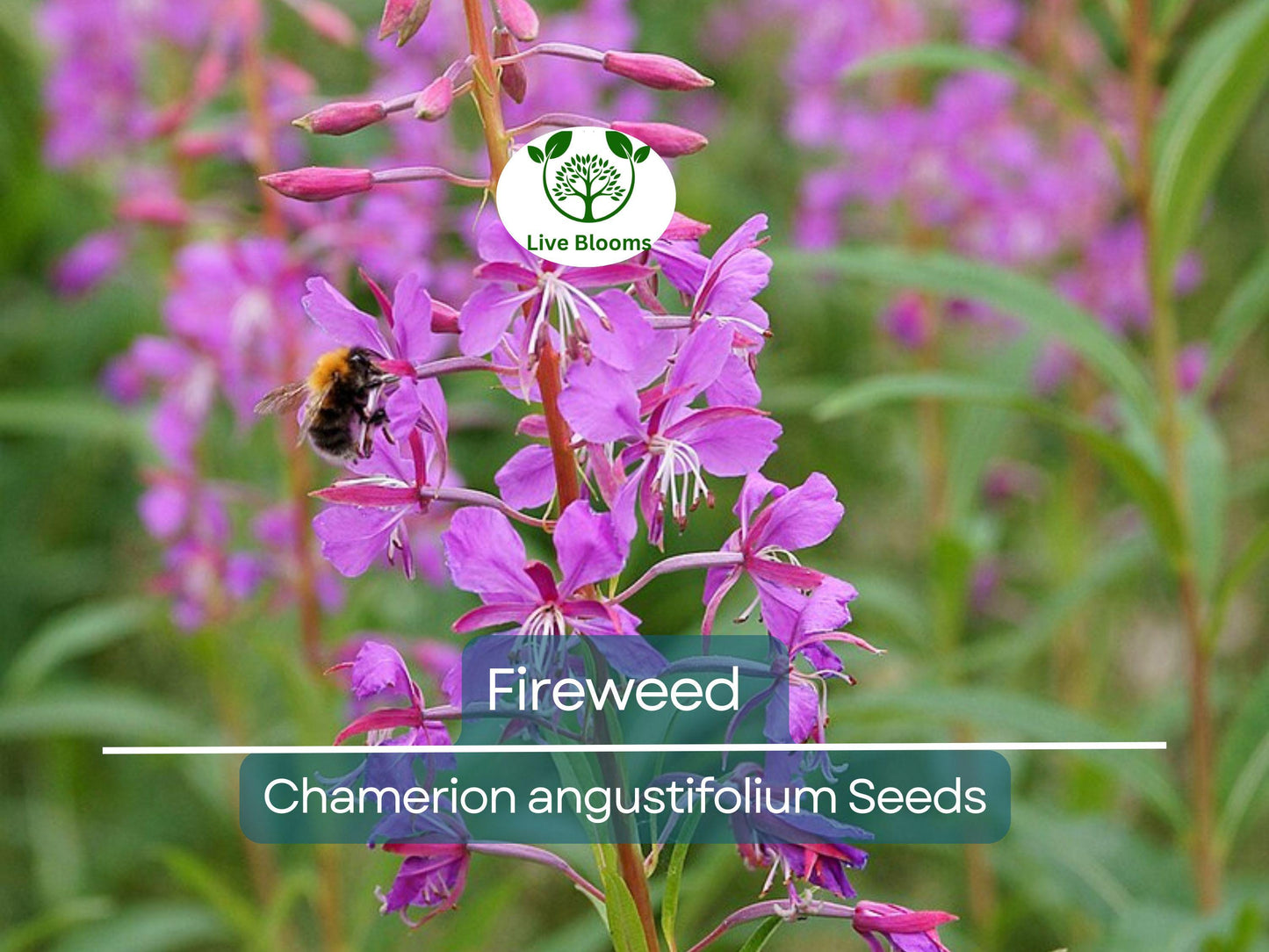 500 Fireweed Seeds | Rosebay (Chamerion angustifolium) | Perennial Herb Flower for Wildflower & Pollinator Gardens