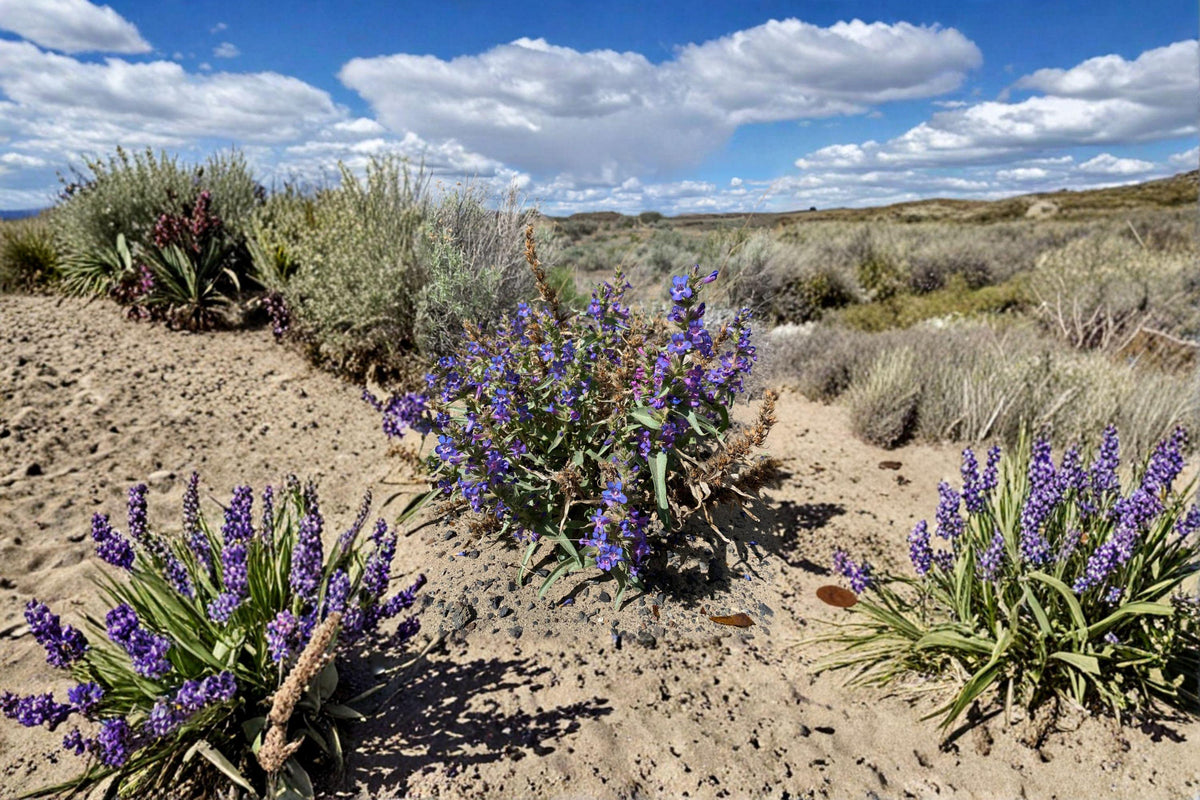 Sand Penstemon Seeds - 50 Count - Drought-Tolerant Perennial with Pale Lavender Blooms - Penstemon acuminatus