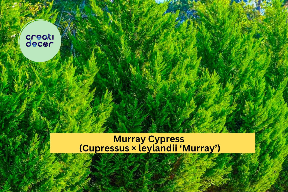 Murray Cypress Trees Set of 3 Bare Root Evergreen Privacy Shrubs Cupressus × leylandii ‘Murray’ Fast Growing